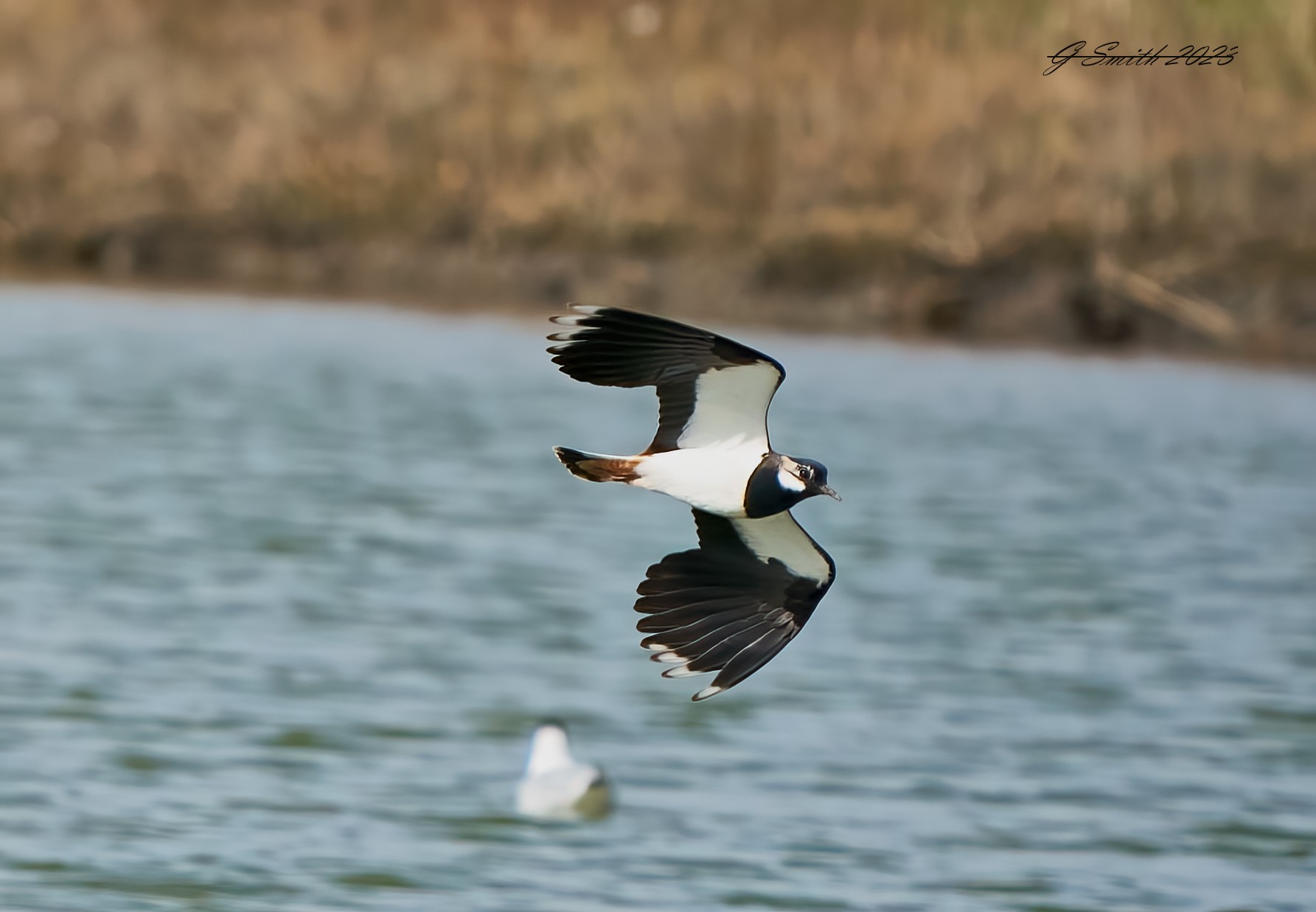 lapwing 2023 7.jpg