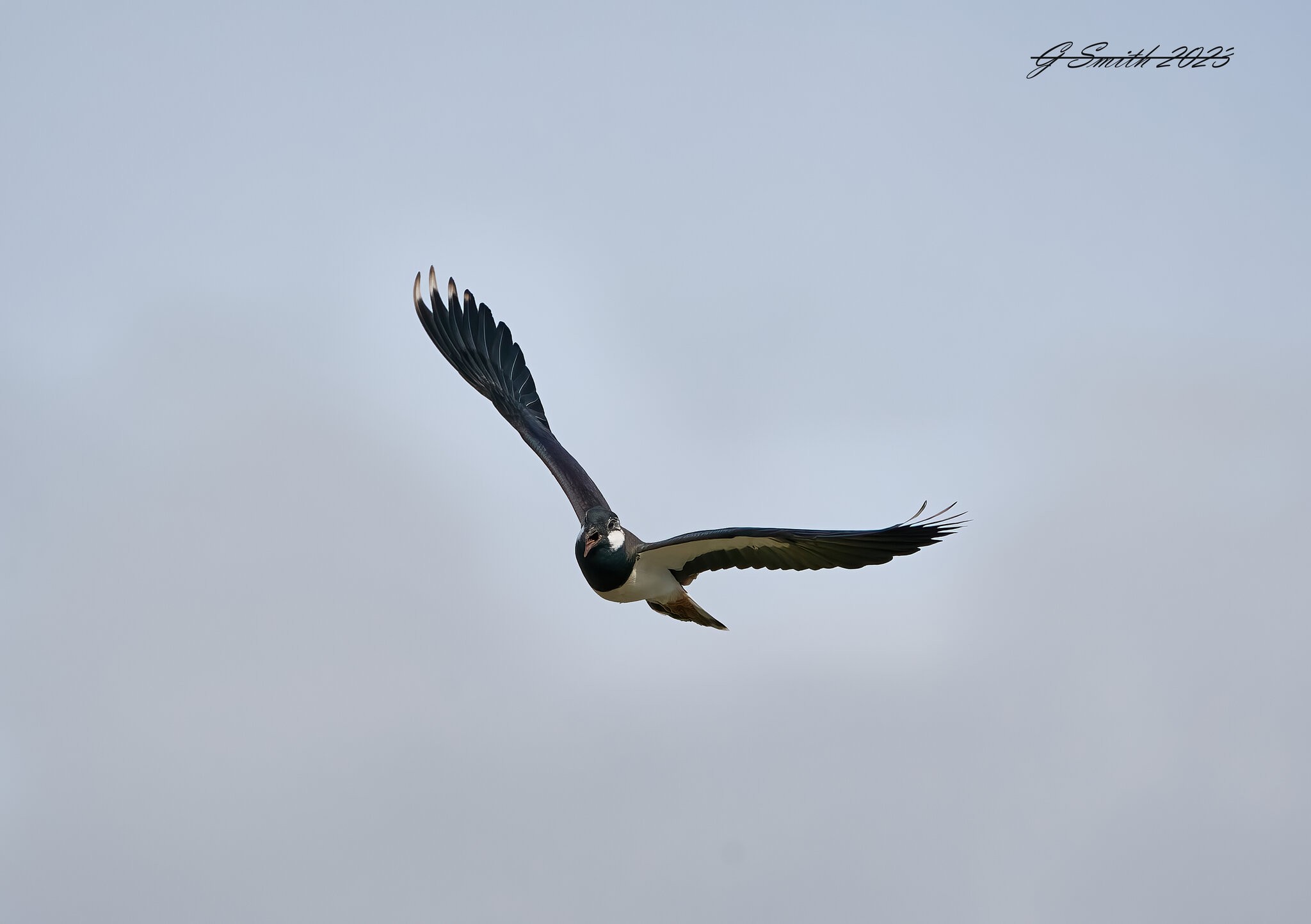 lapwing 2023 9.jpg