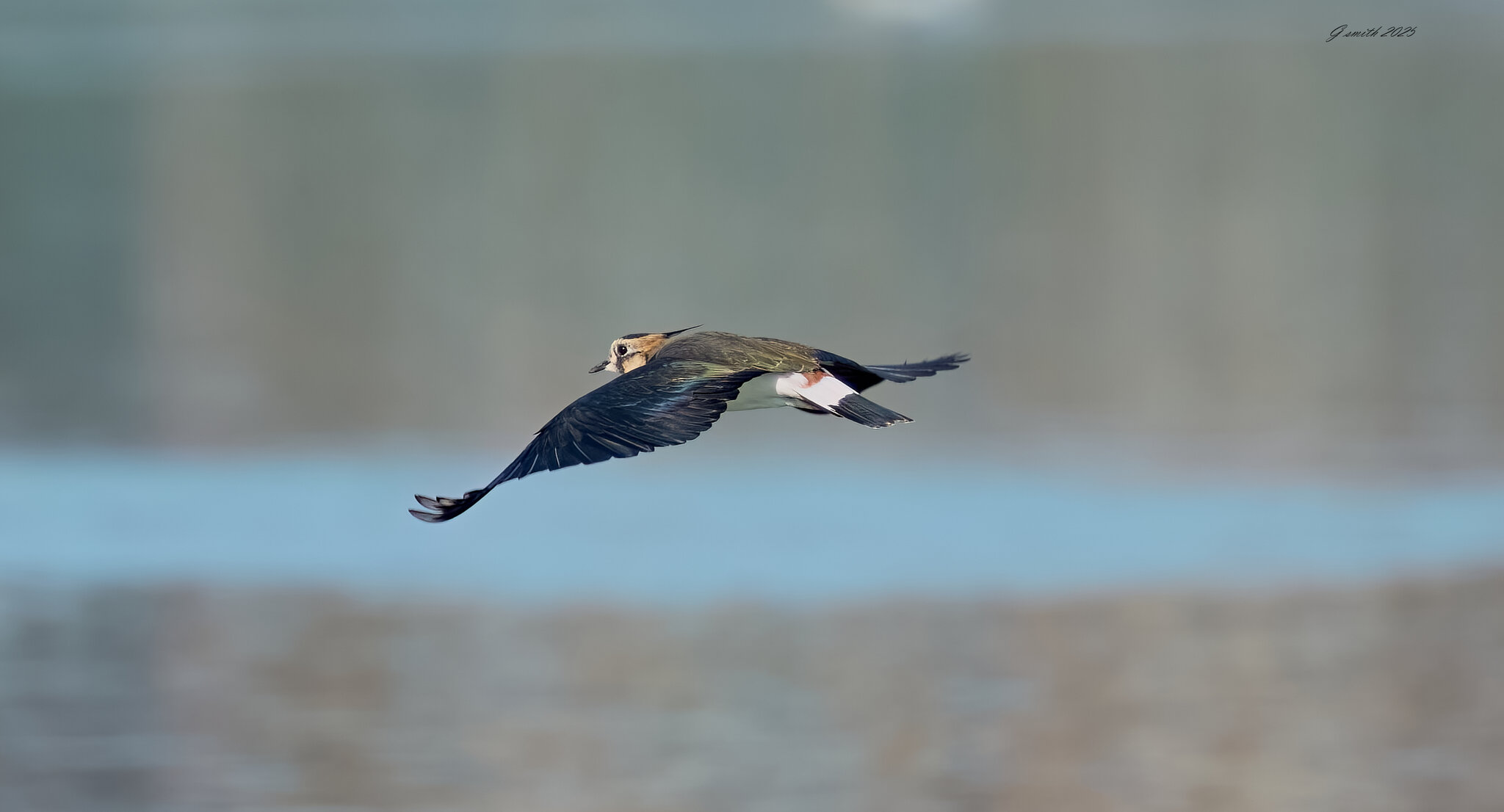 lapwing 2025_14.jpg