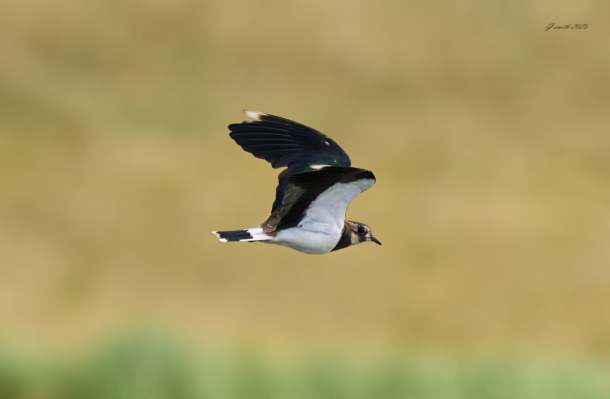 lapwing 2025_6.jpg