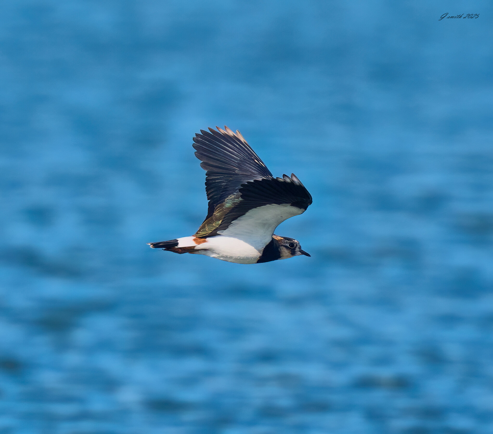 lapwing 2025_9.jpg