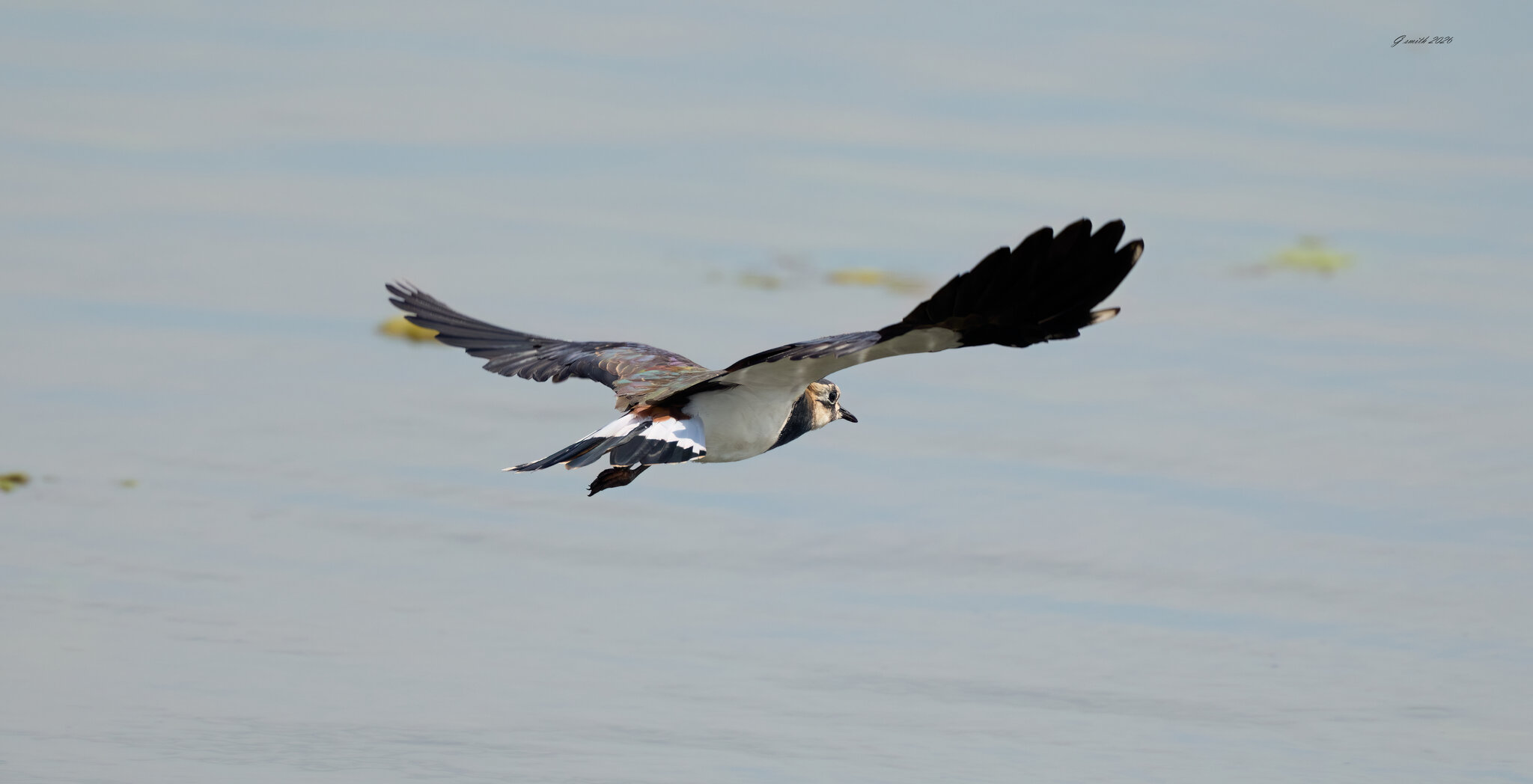 lapwing 2026_14.jpg
