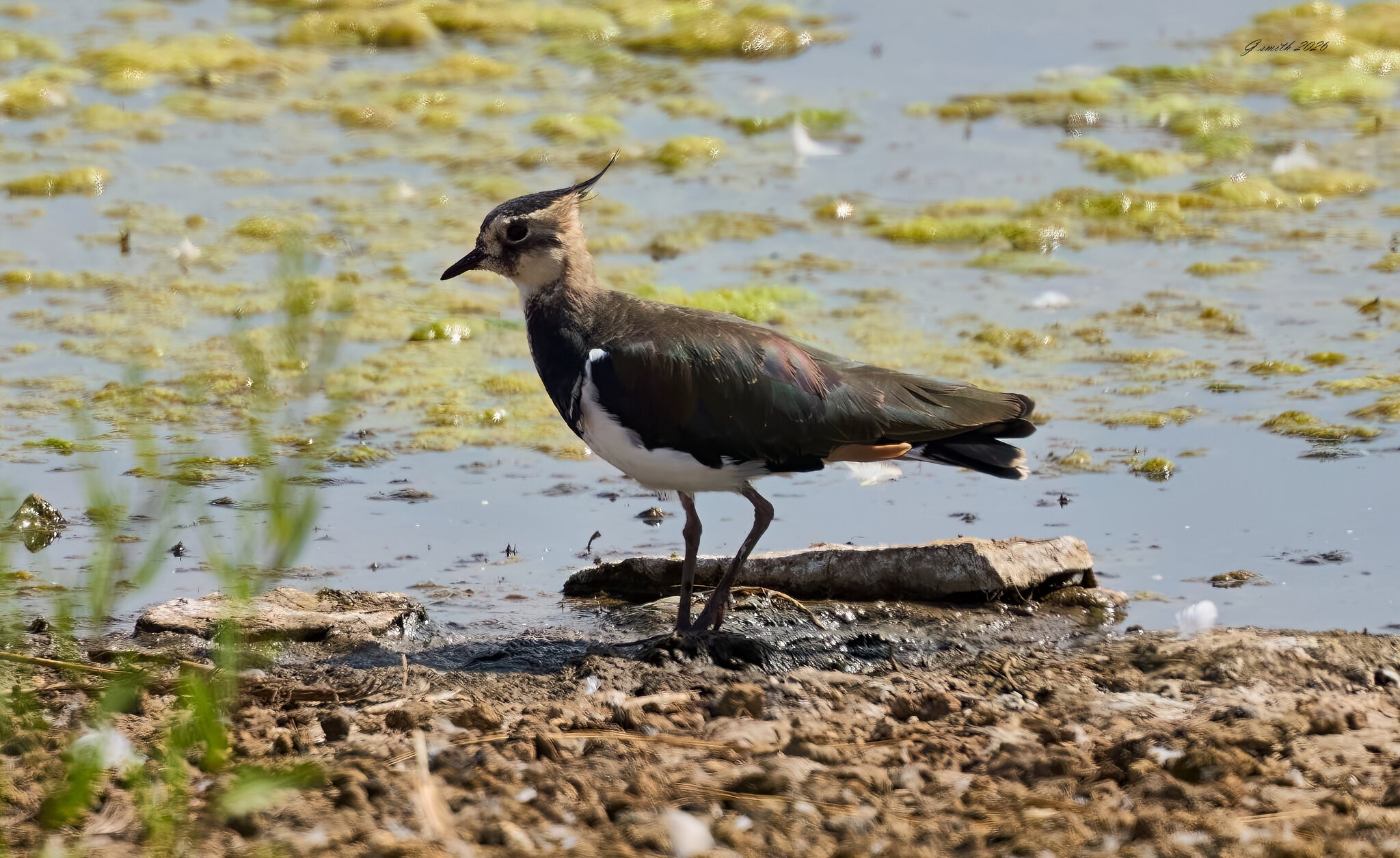 lapwing 2026_16.jpg