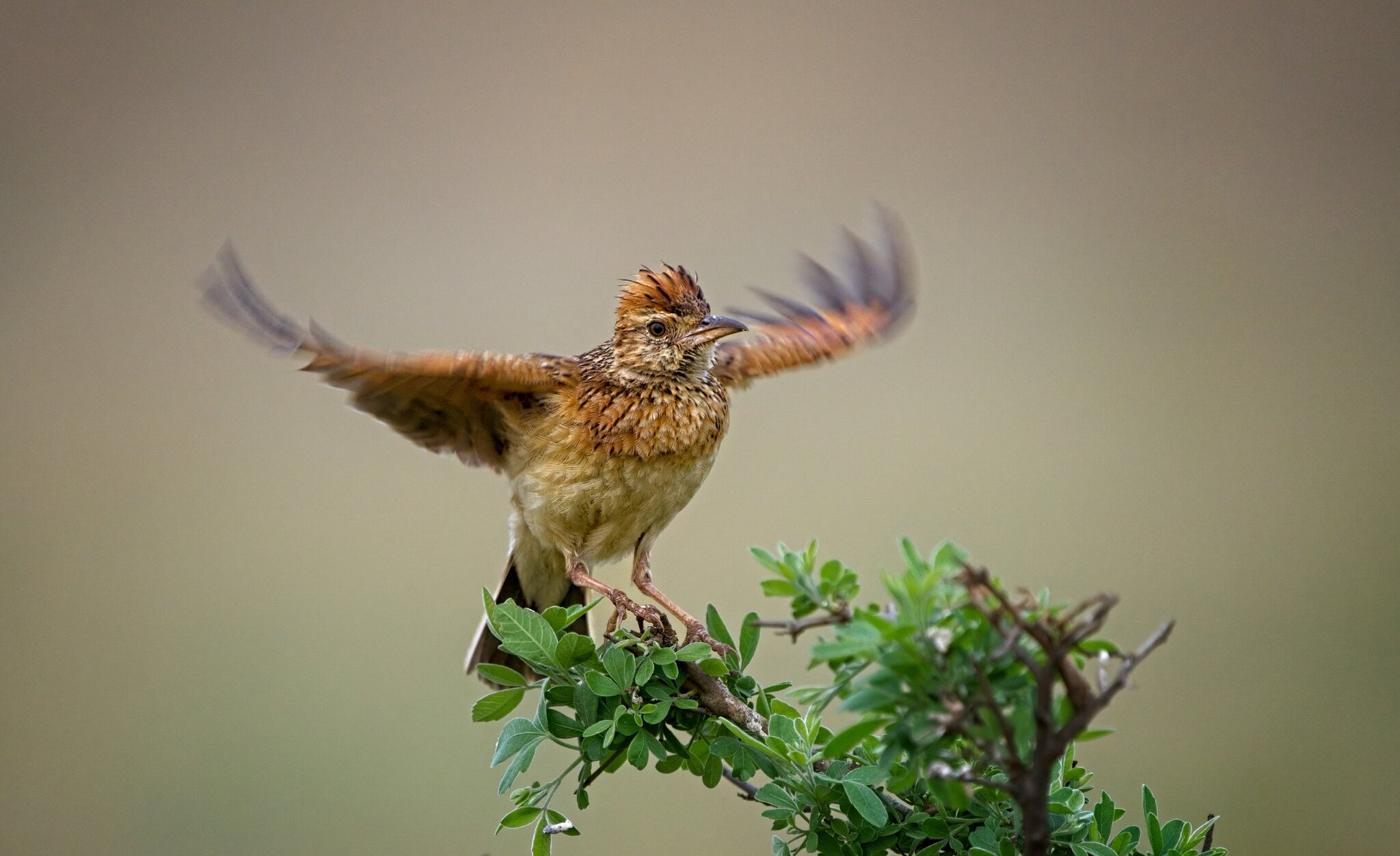 Lark in a flap.jpg