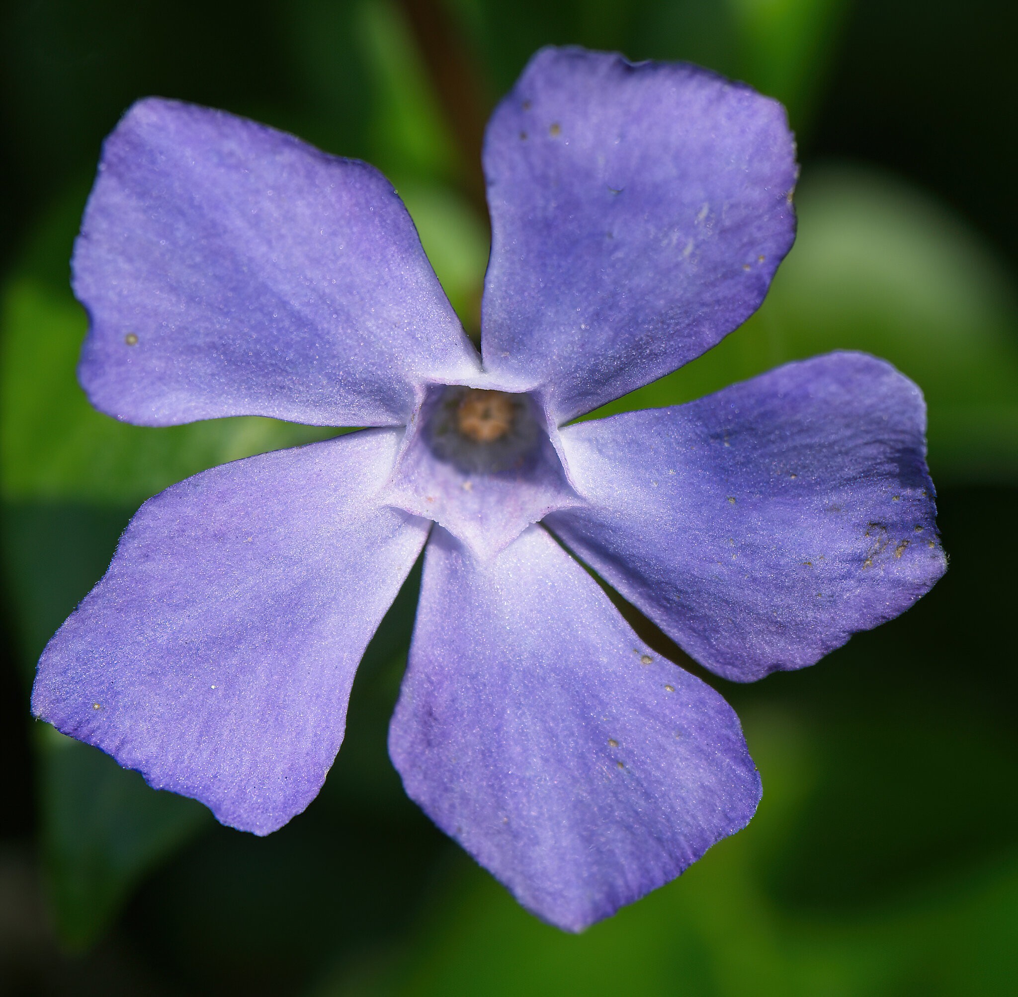 Lavender with a Touch of Yellow.jpg