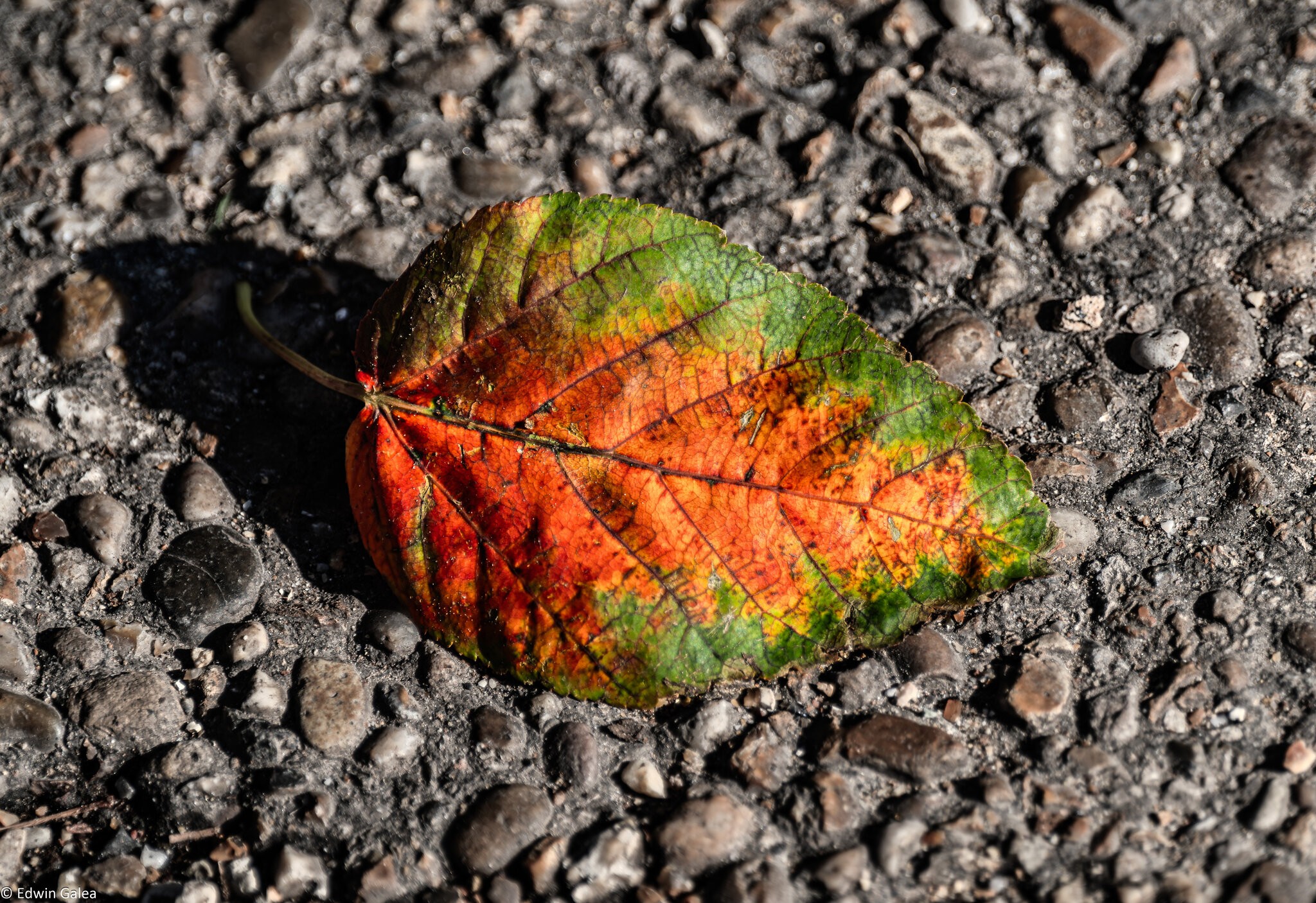 leaf_hdr-11.jpg