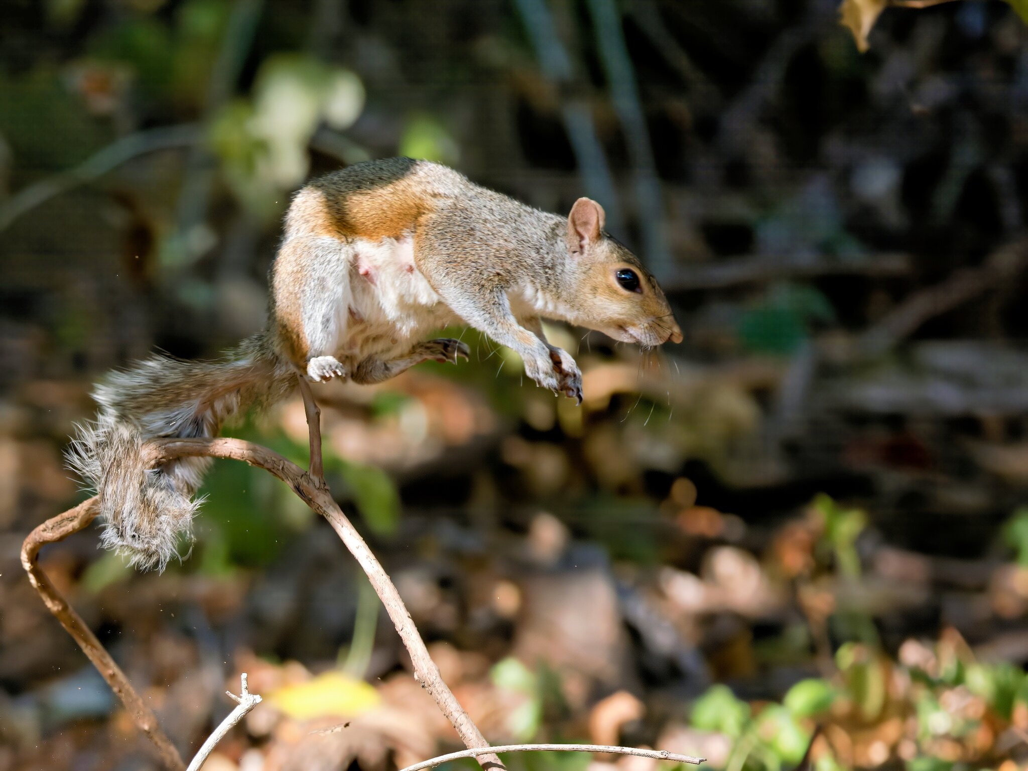 Leap2 SM.jpg