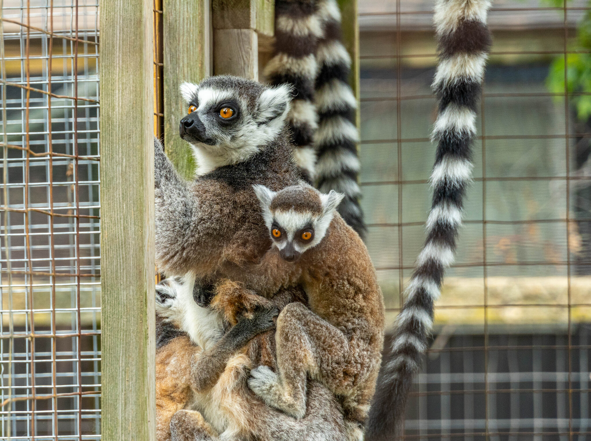 Lemur Mother & Baby