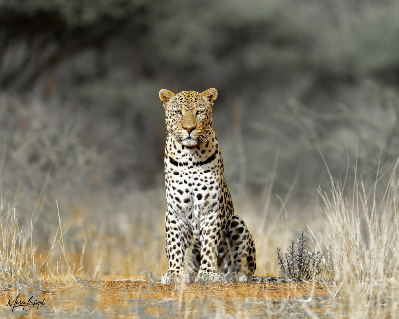 Leopard Okonjima_Marco 1187.jpg