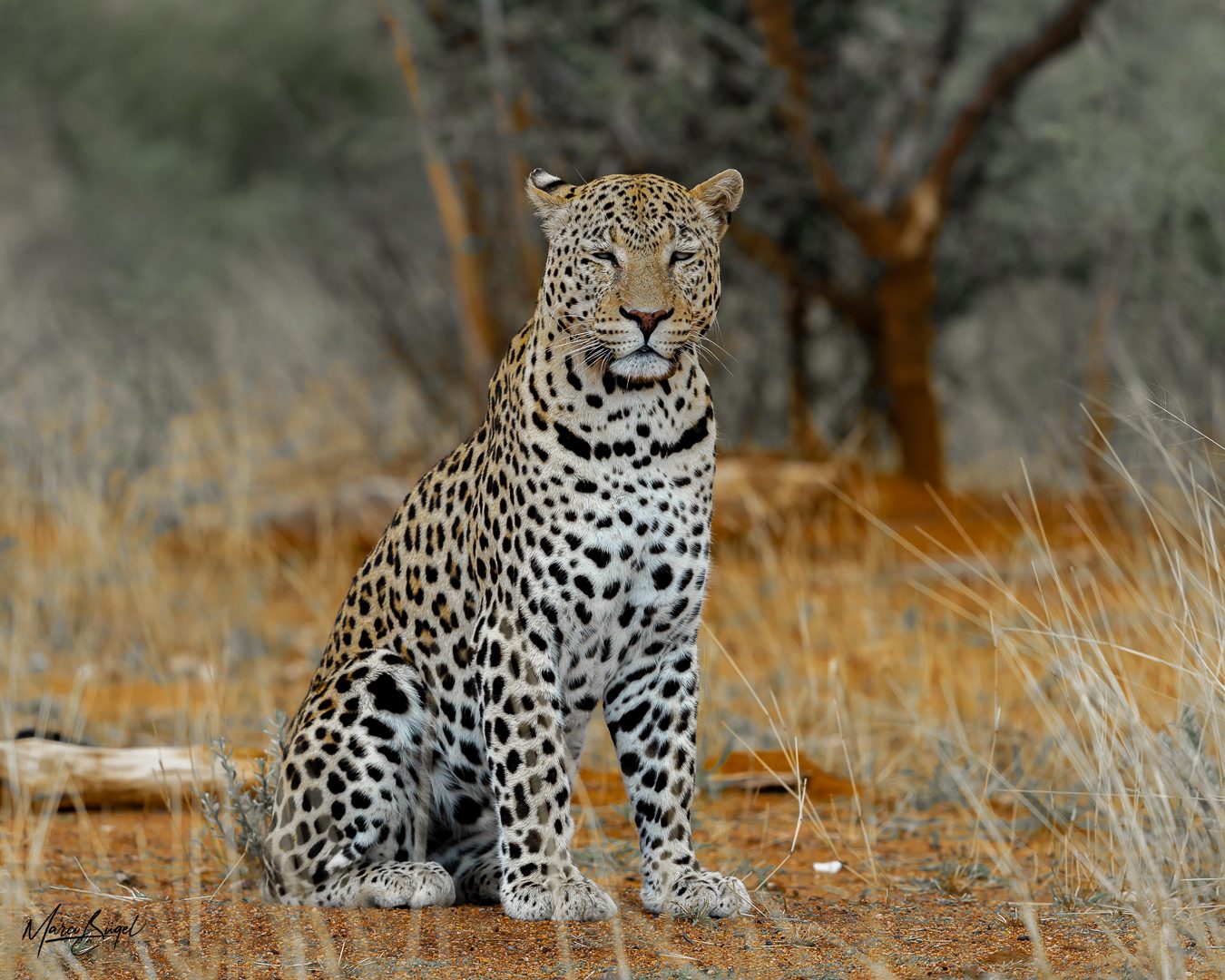 Leopard Okonjima_Marco 1216.jpg