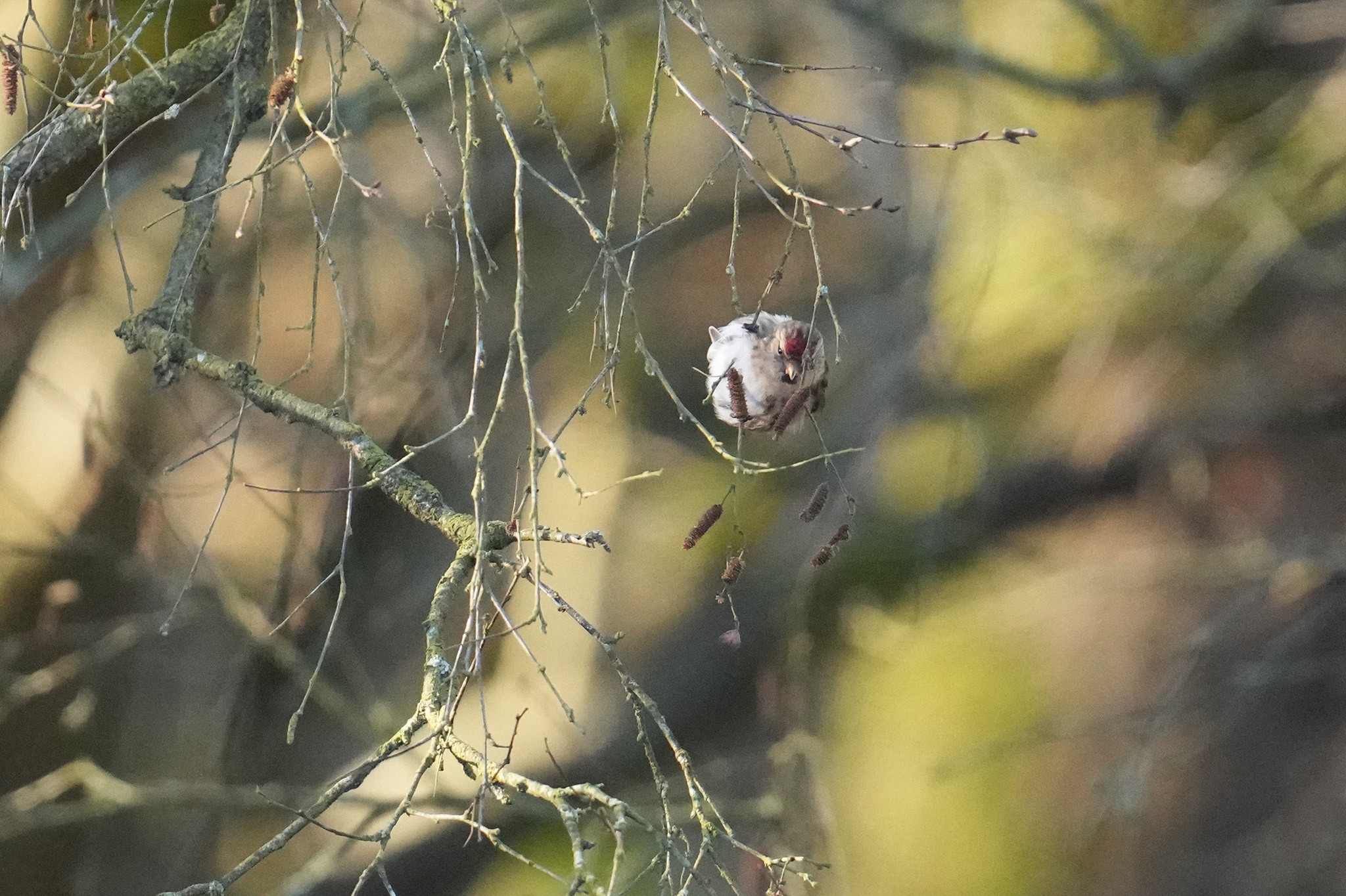 Lesser-Redpoll-DSC05111-2048px.jpg