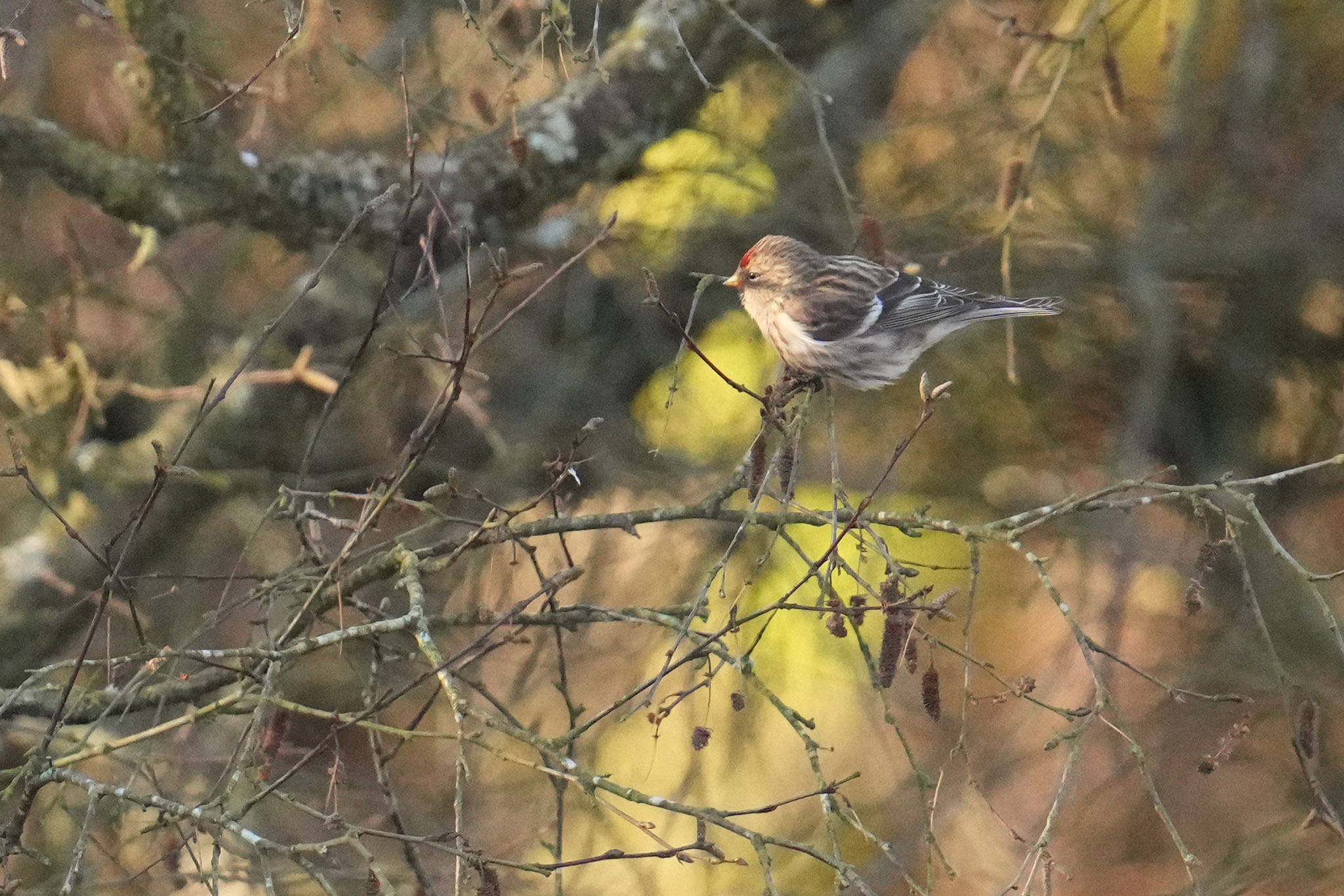 Lesser-Redpoll-DSC05154-2048px.jpg