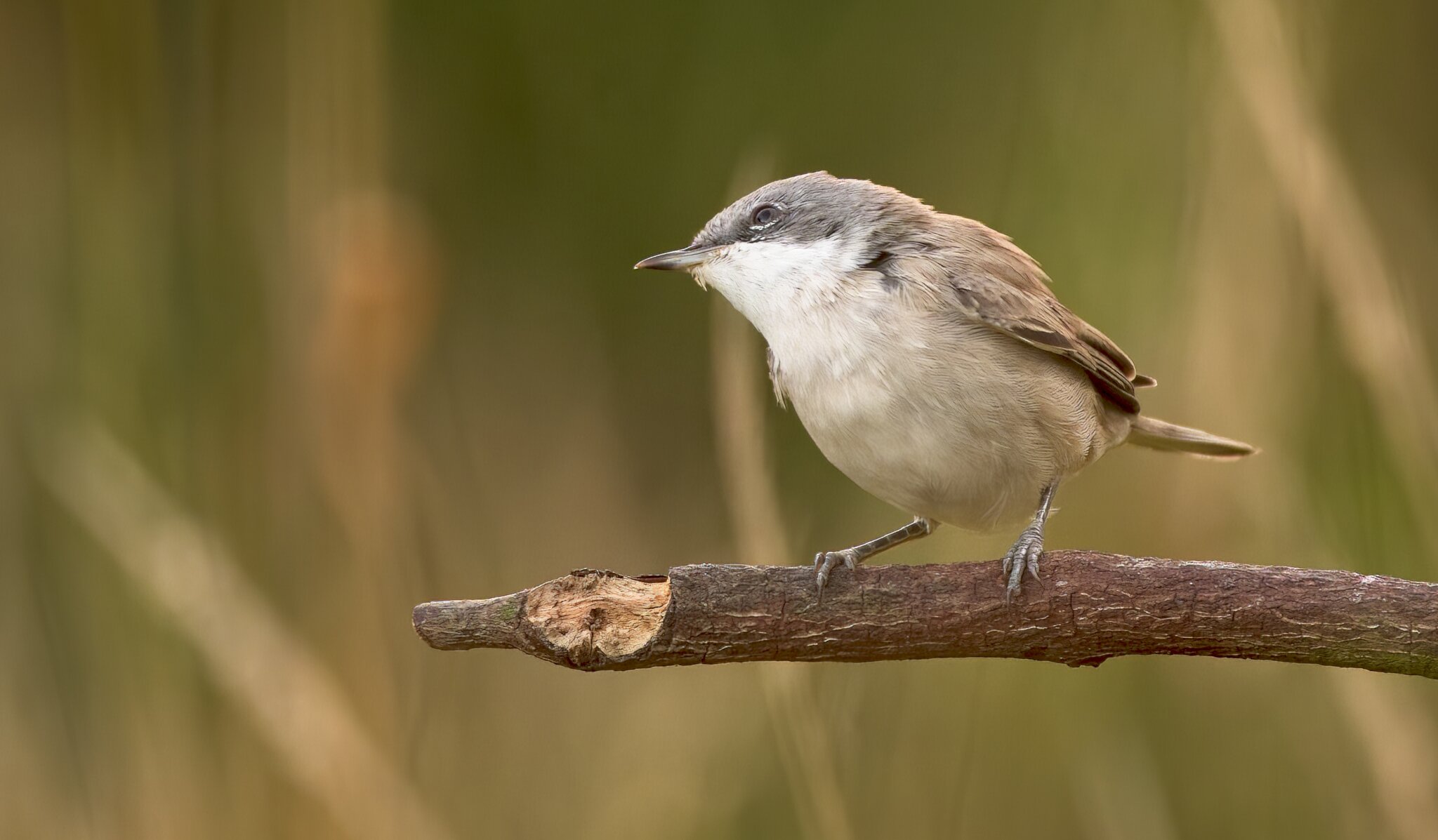 Lesser White Throat.