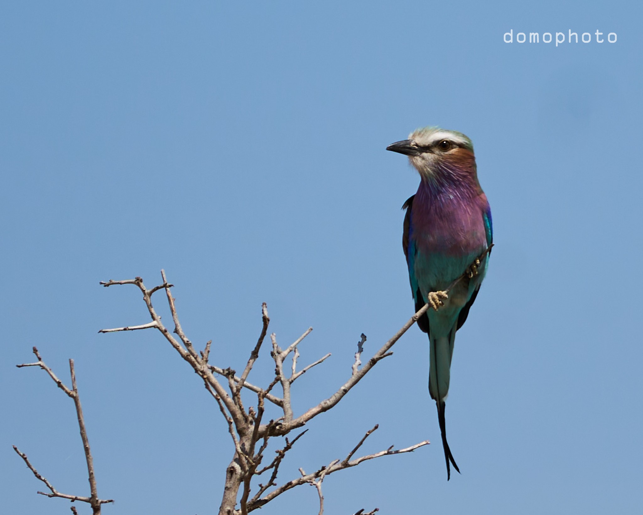 Lilac Breasted Roller