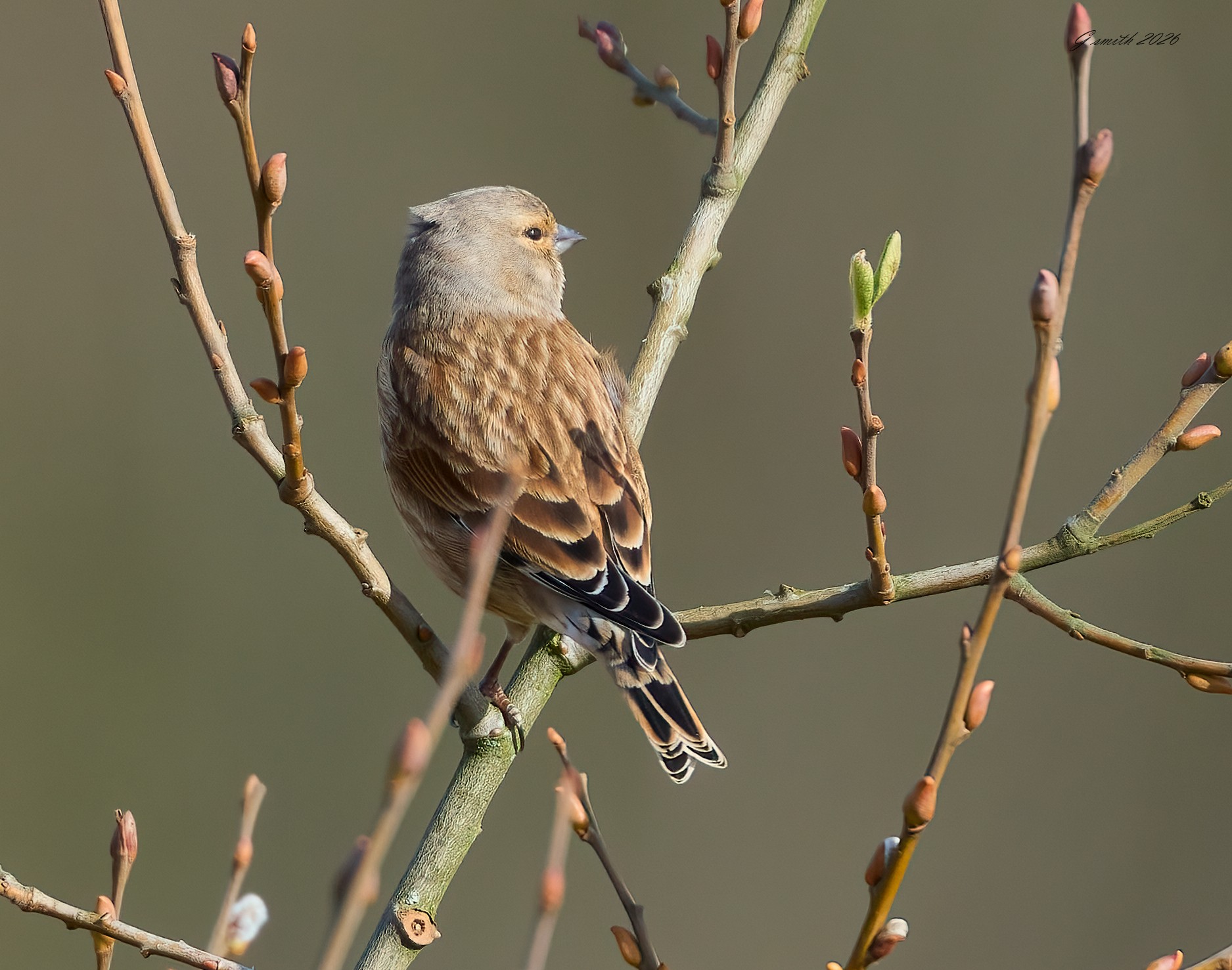 linnet 2026_6.jpg