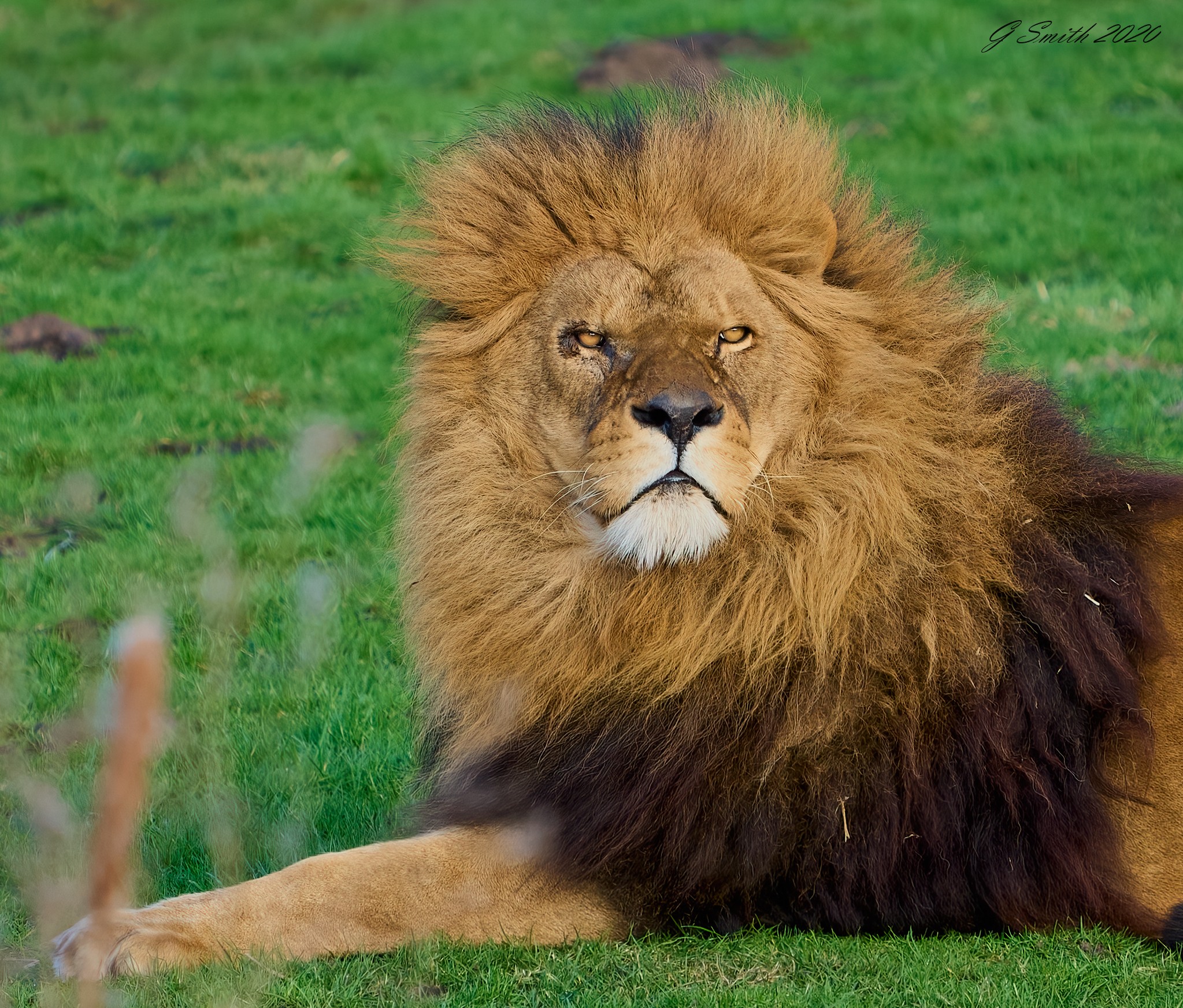 lion 2020 1.jpg