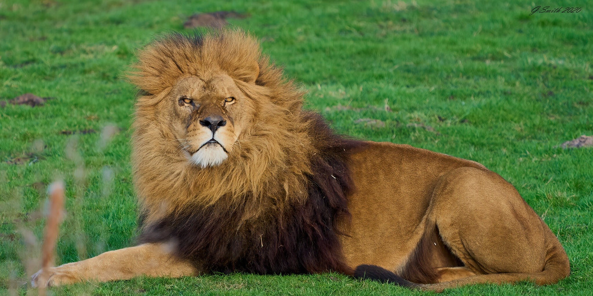 lion 2020.jpg