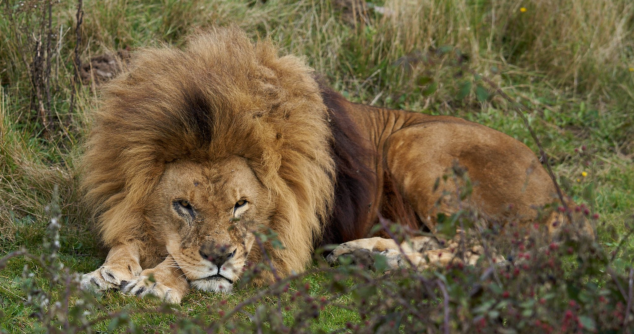 lion at rest 71.jpg