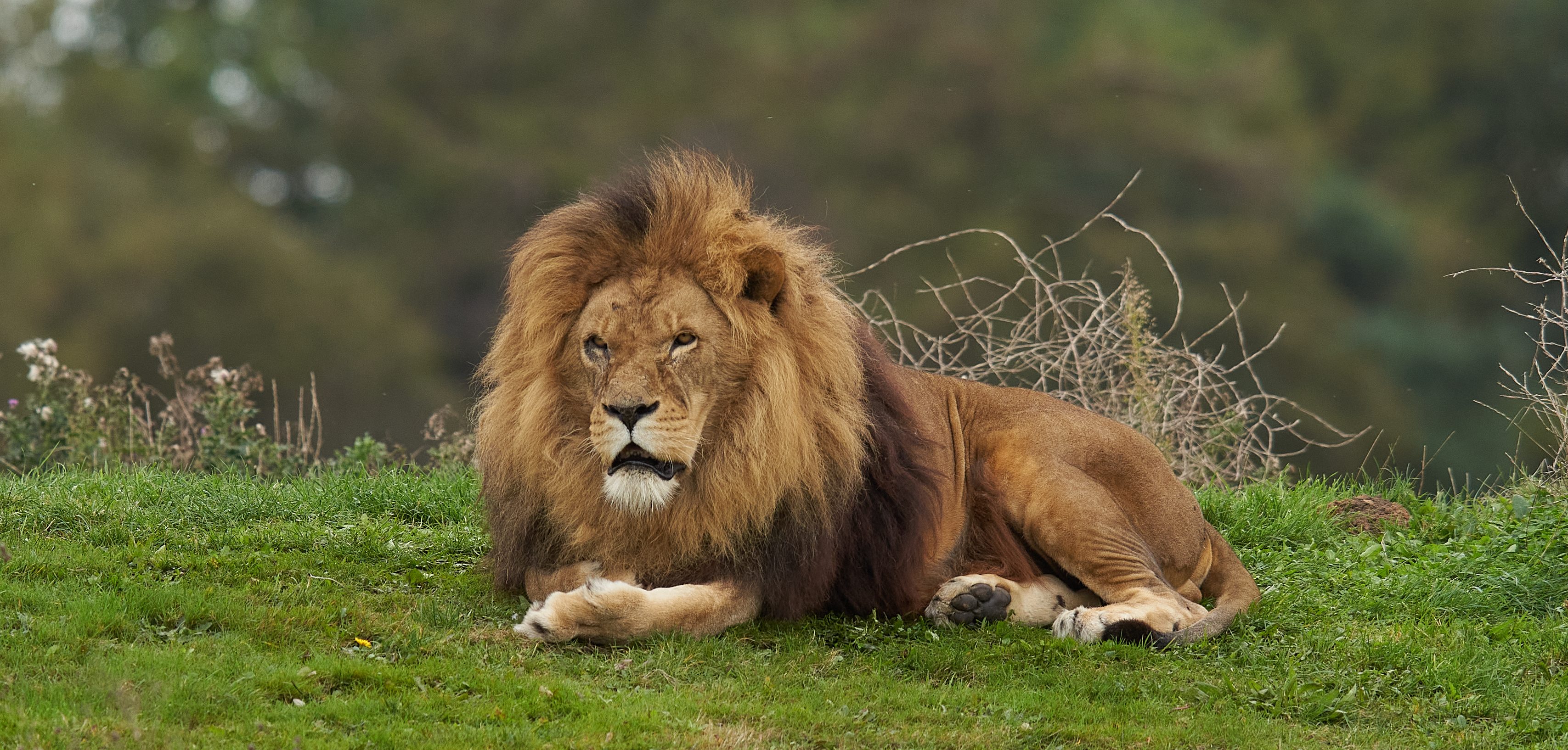 lion laying around 2.jpg