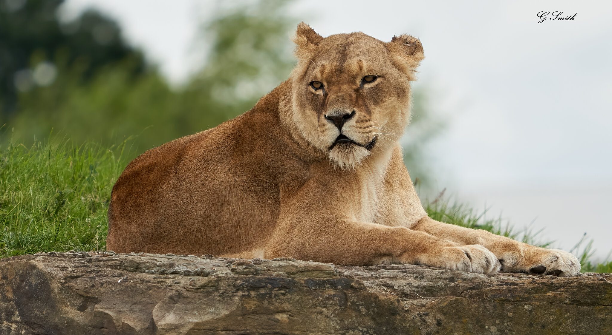 lioness 2020 1.jpg