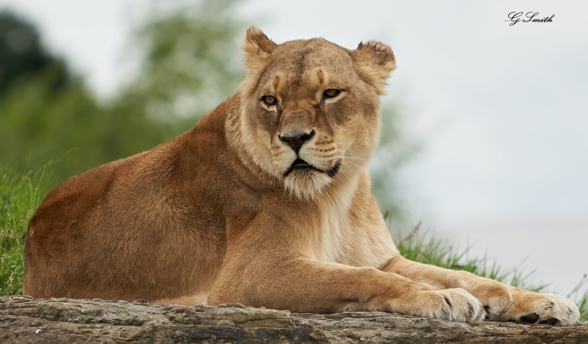 lioness 2020.jpg