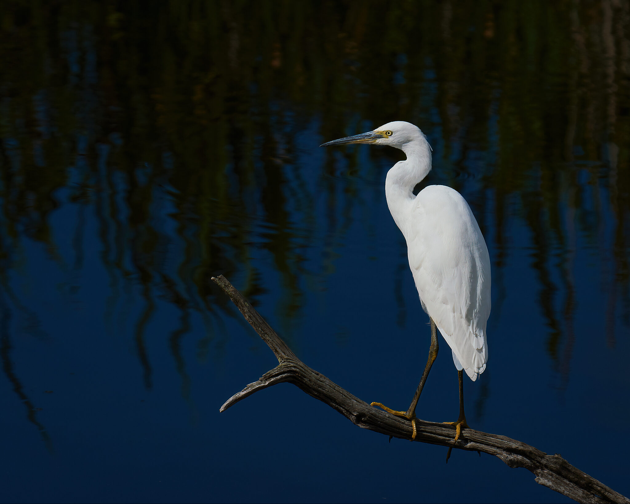 Little Egret.jpg