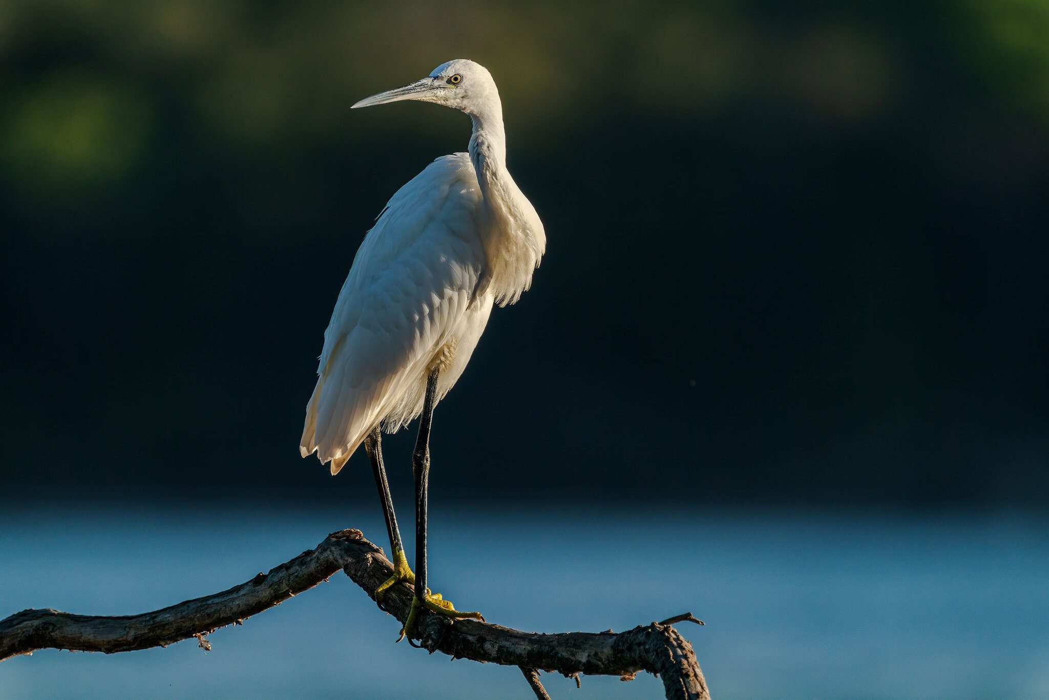 Little egret