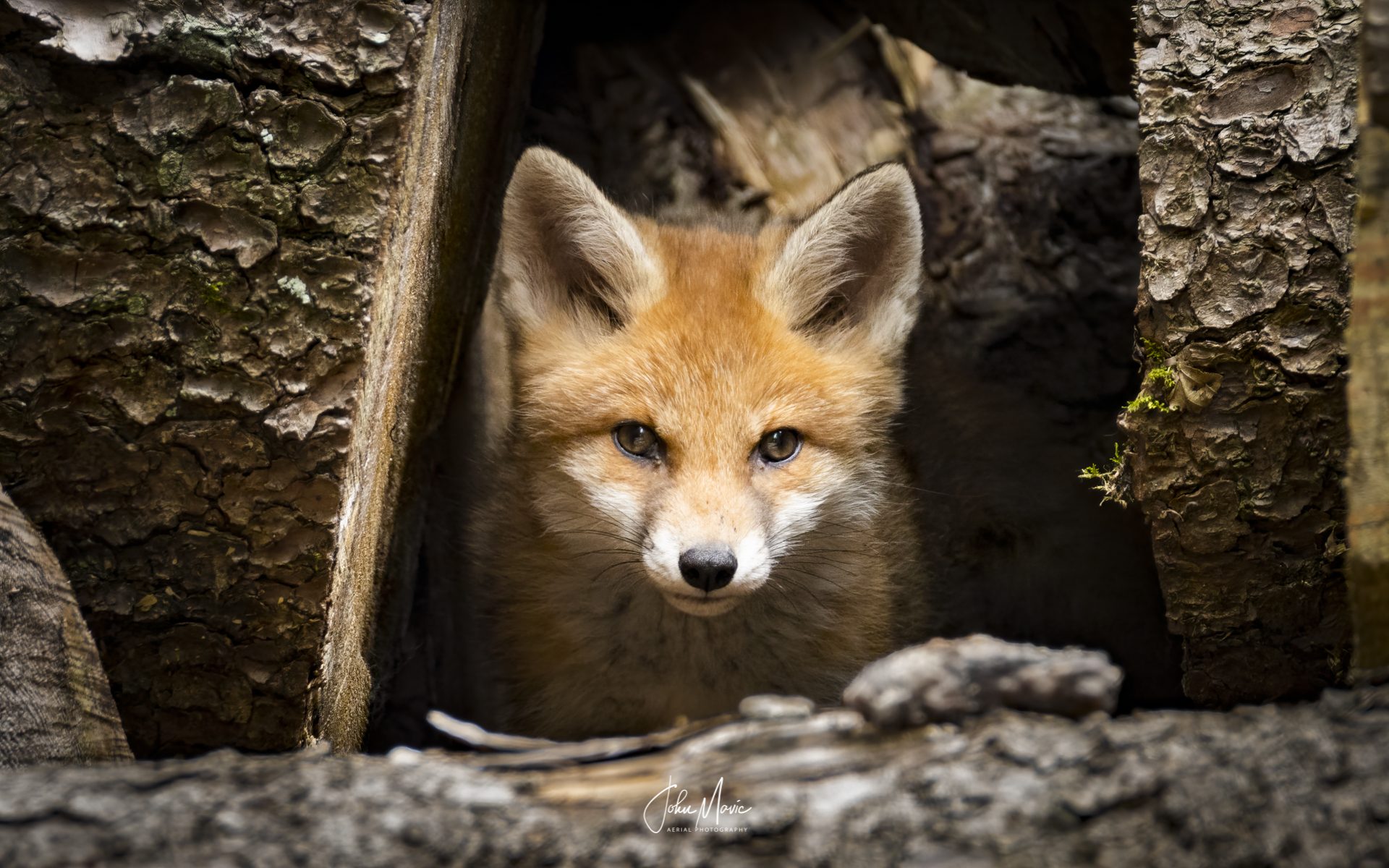 Little Fox in the wild I