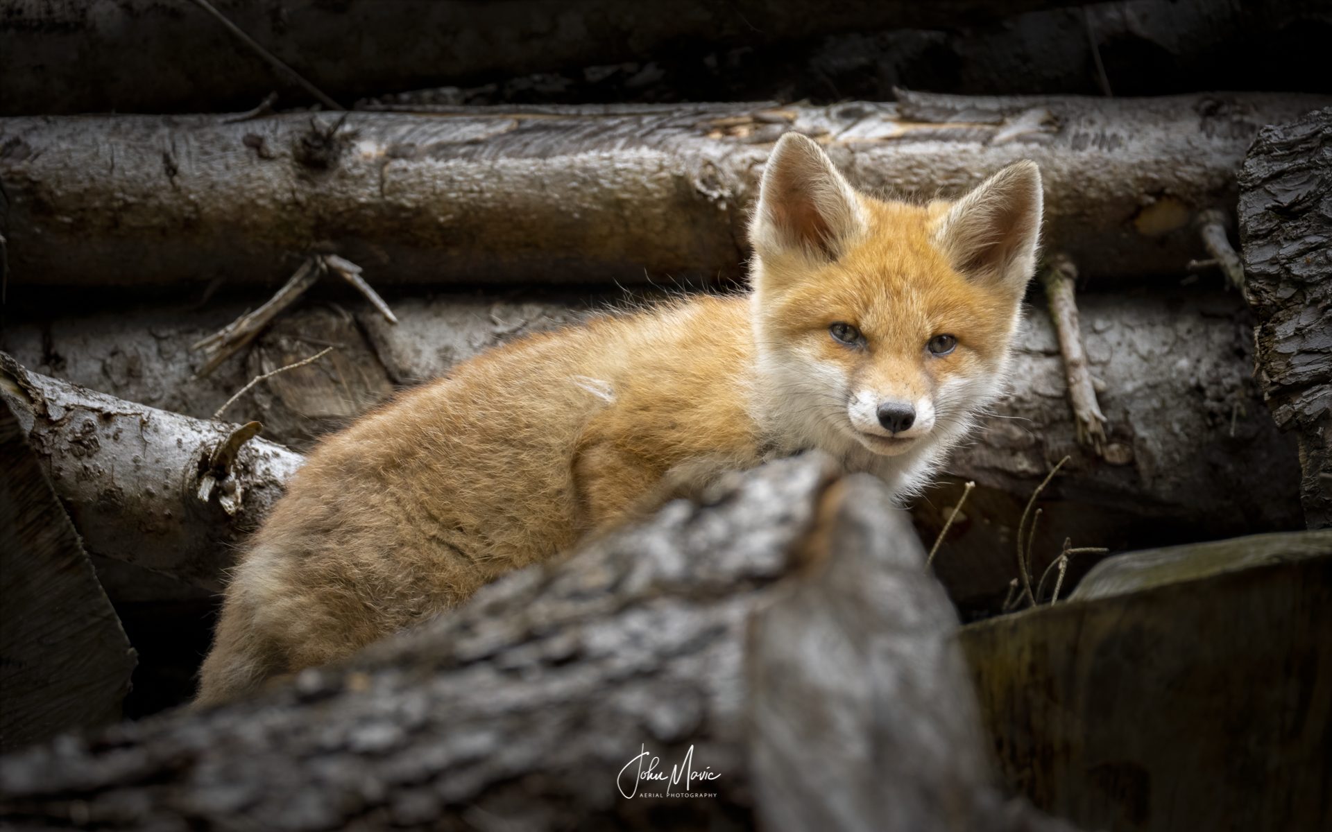Little Fox in the wild II