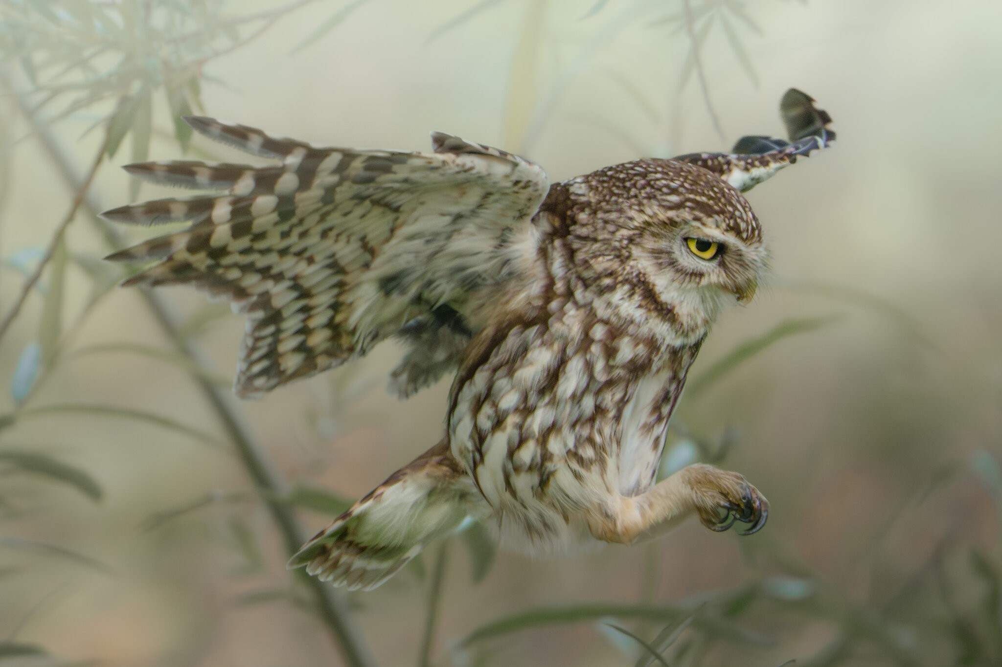 Little Owl-3.jpg