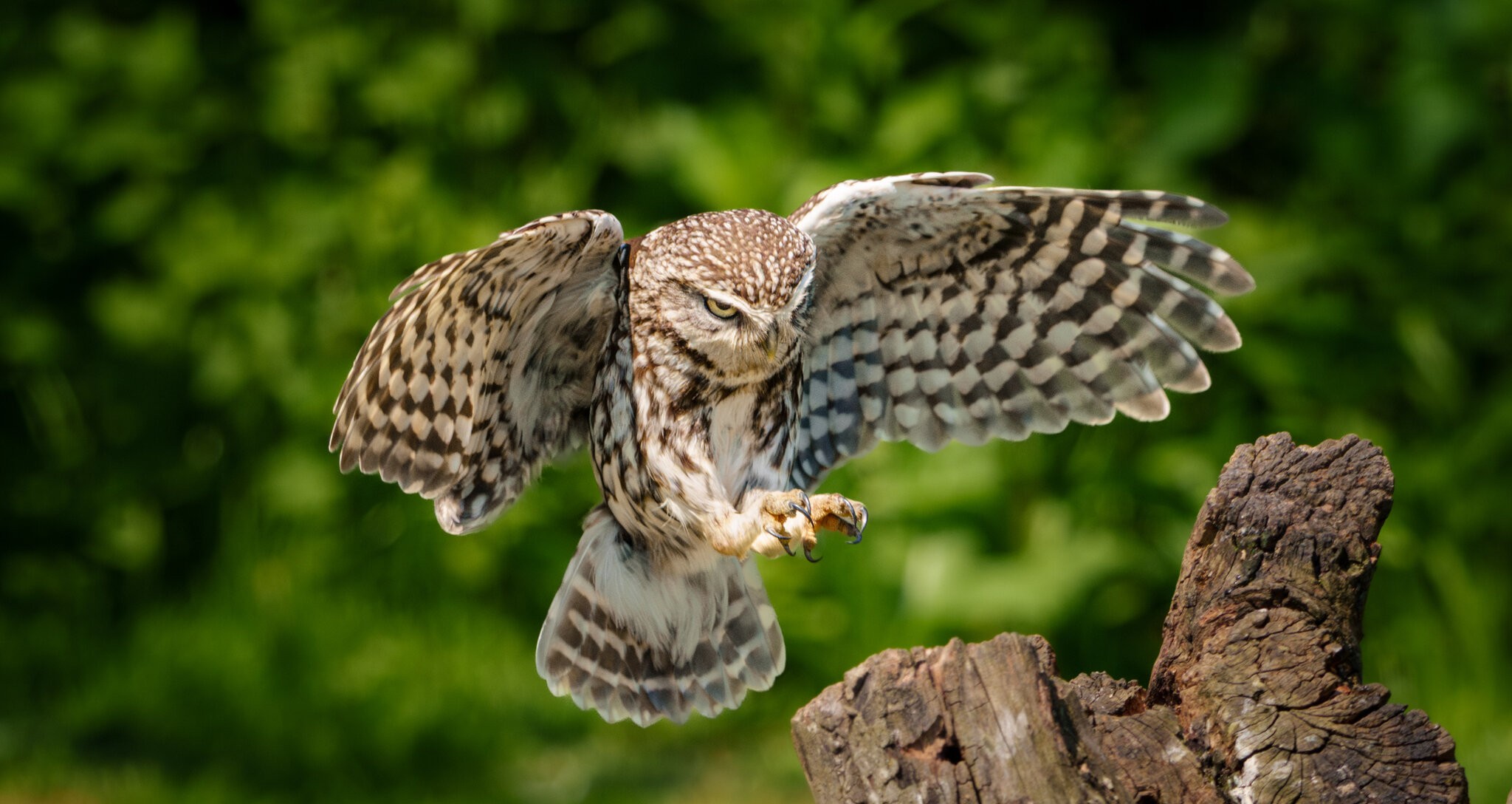 Little Owl-8.jpg