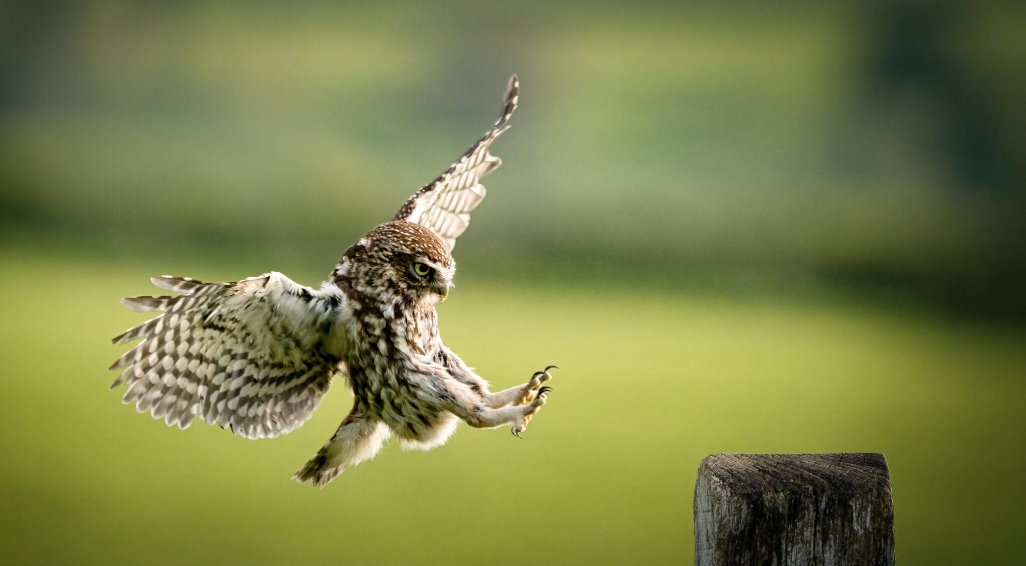 Little Owl Athena Noctua_.jpg