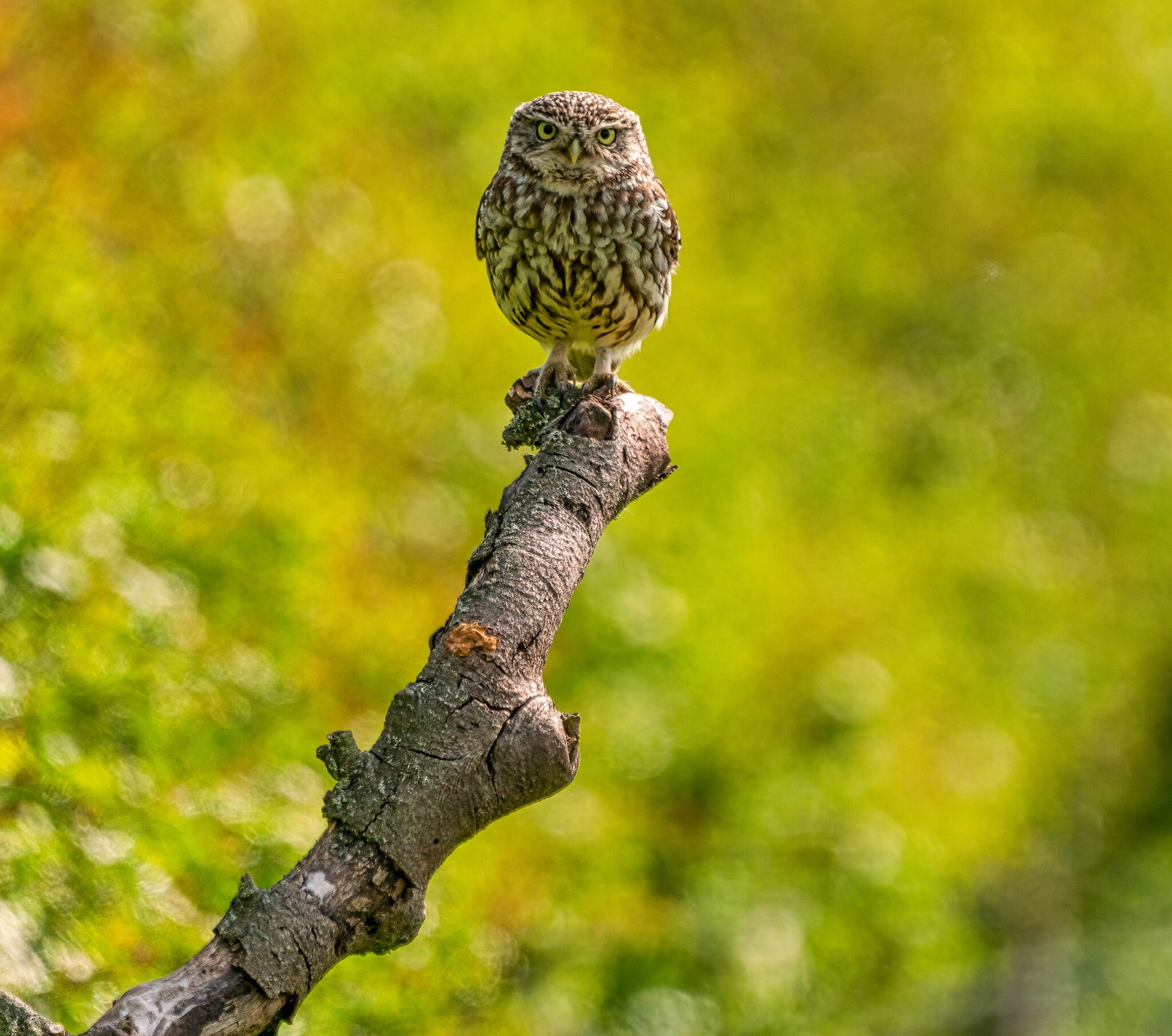 Little Owl.jpg