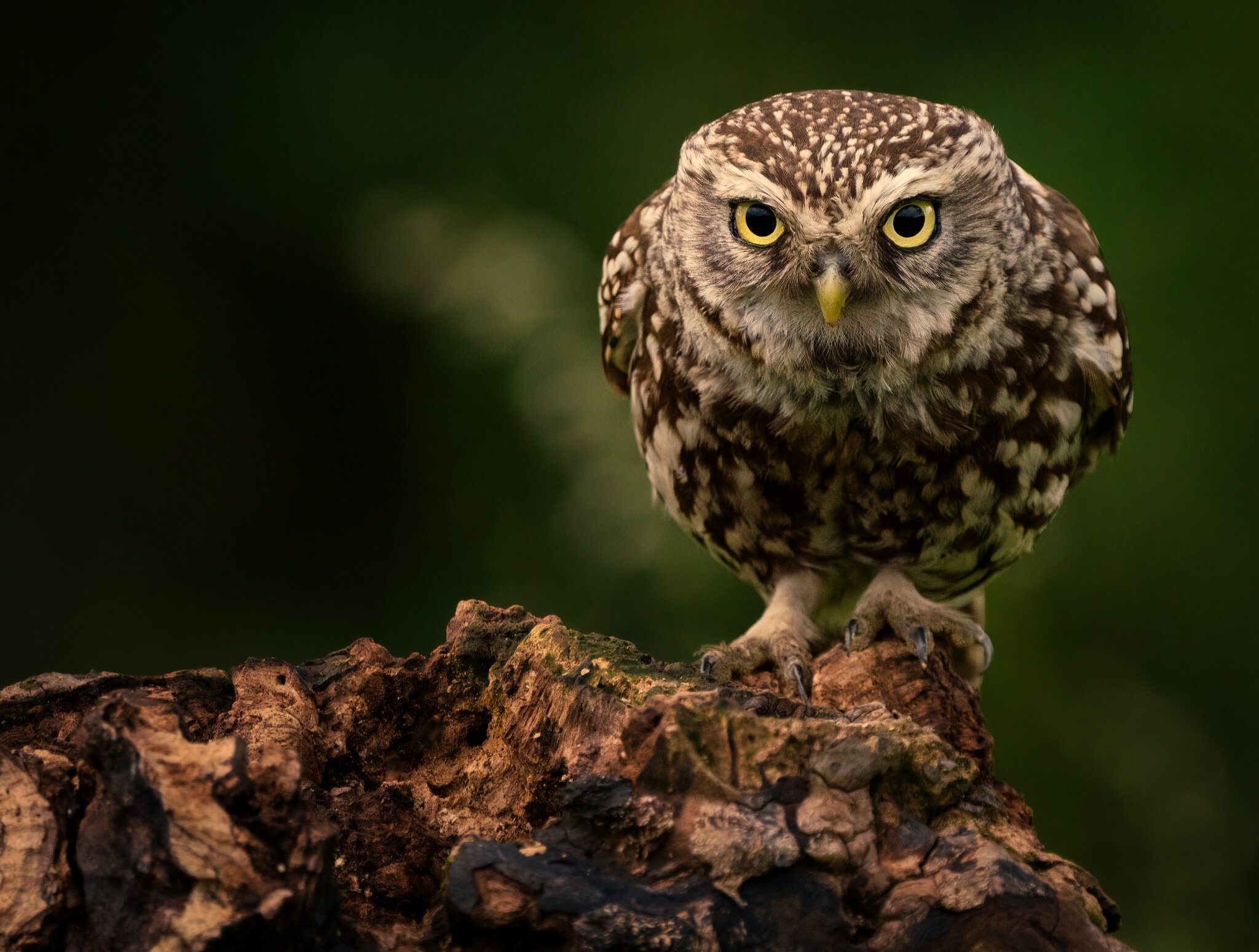 Little Owl.jpg