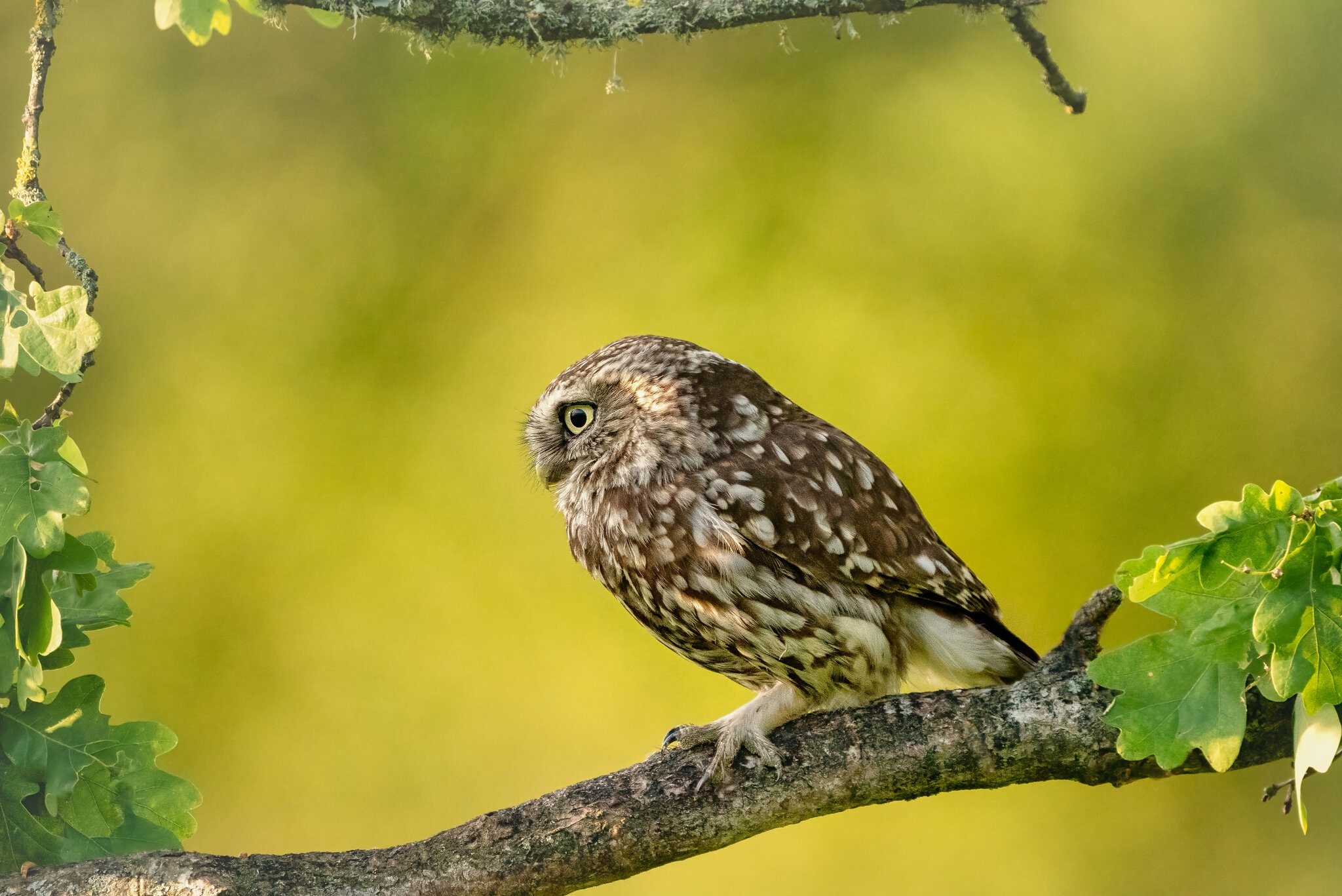 little owl_-2.jpg