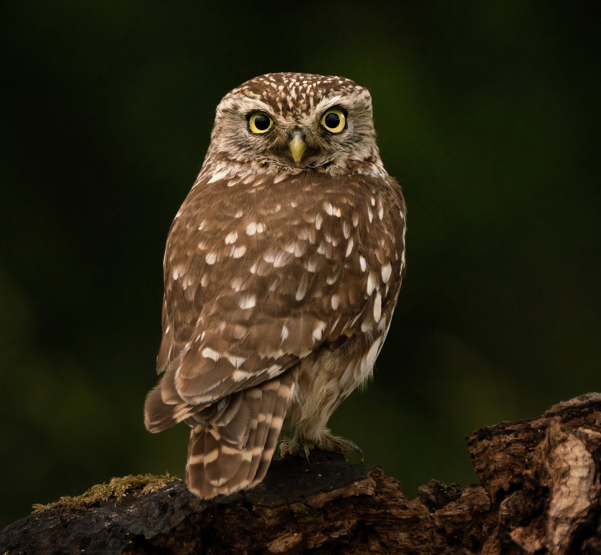 little owl_.jpg