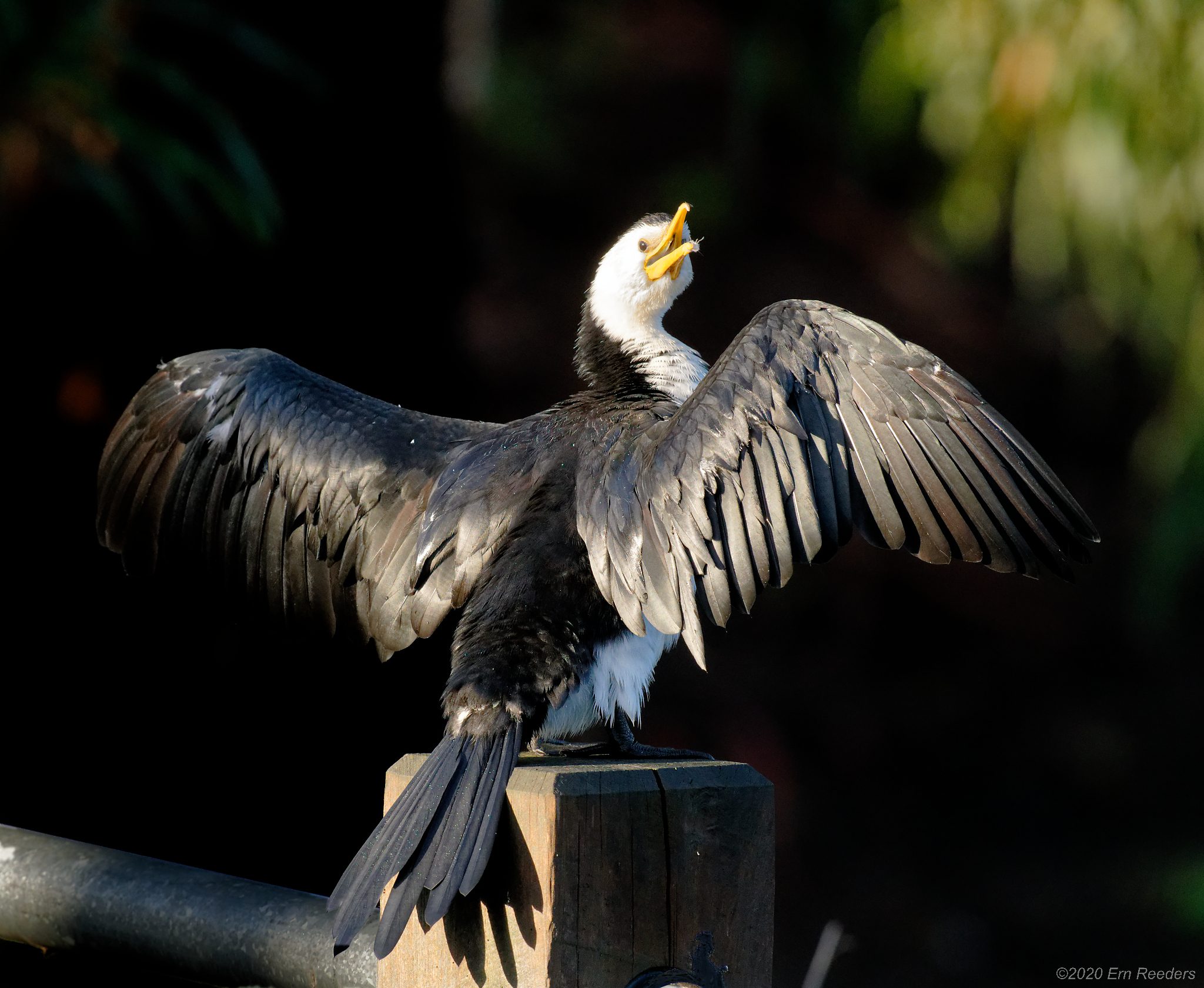 Little Pied Cormorant (8).jpg