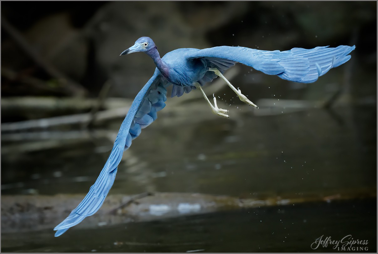 littleblueheron1.jpg