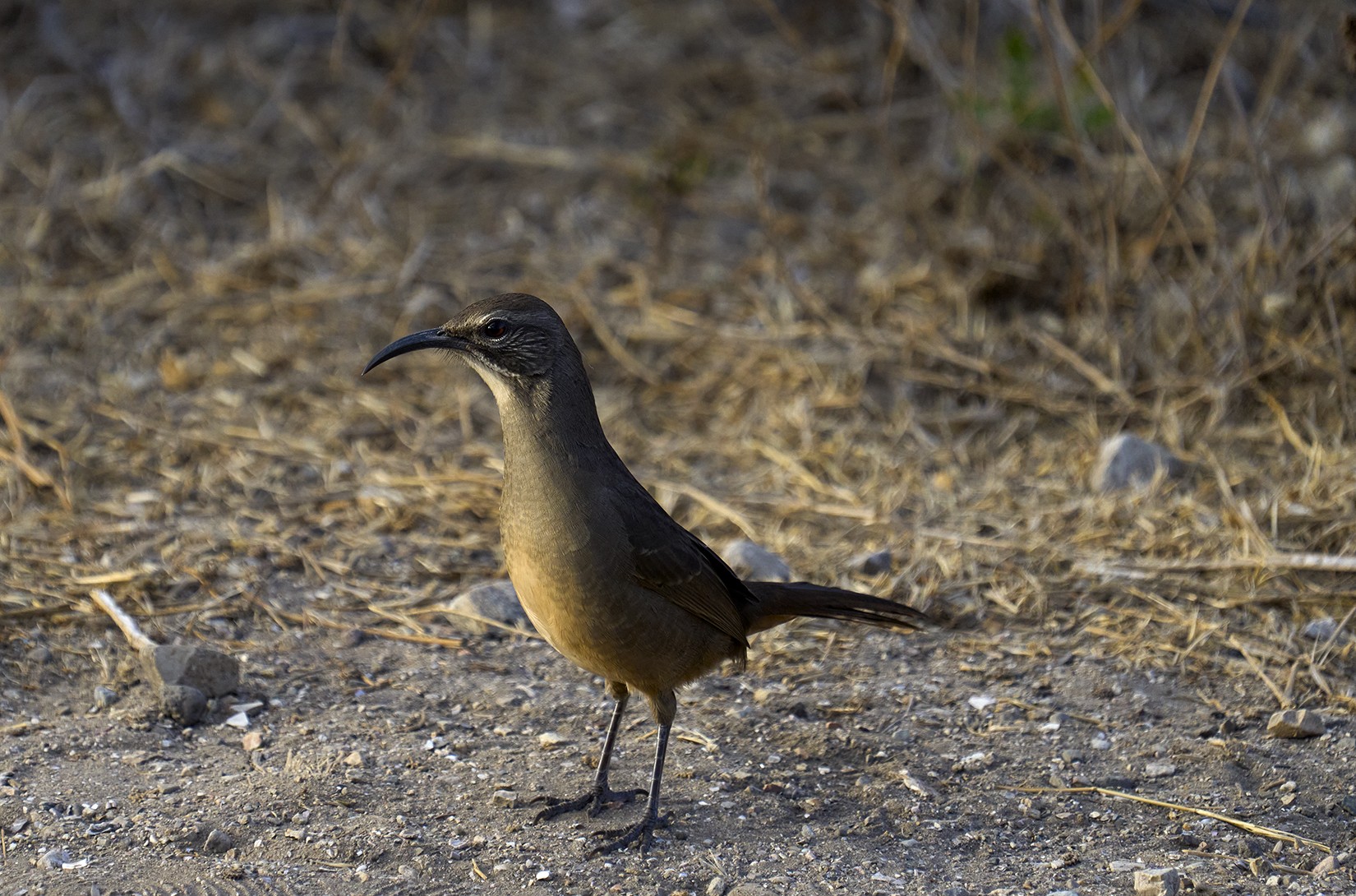 long bill bird .jpg