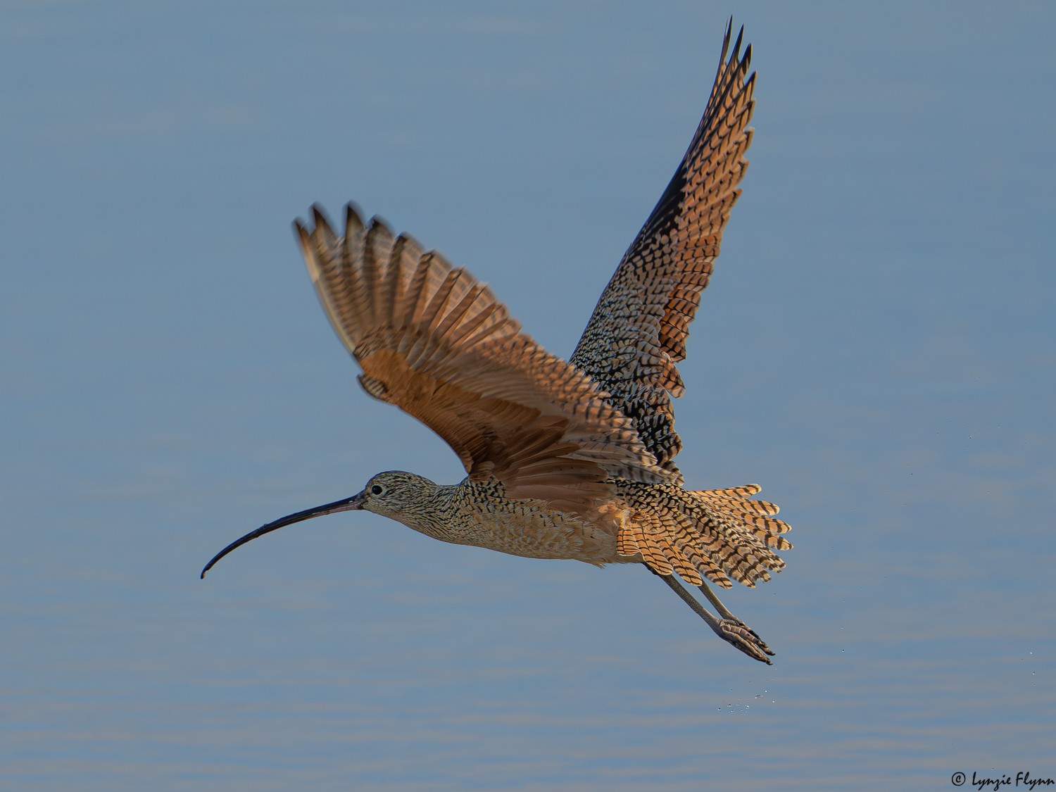 Long-billed Curlew 2727.jpg