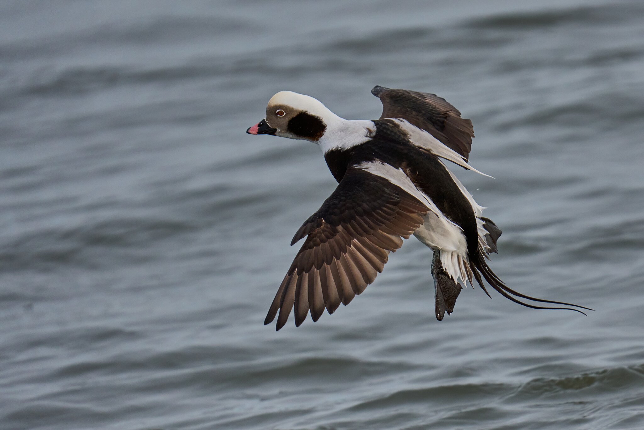 Long-Tailed Duck - Barnegat Lighthouse - 12312025 - 38 - DN.jpg
