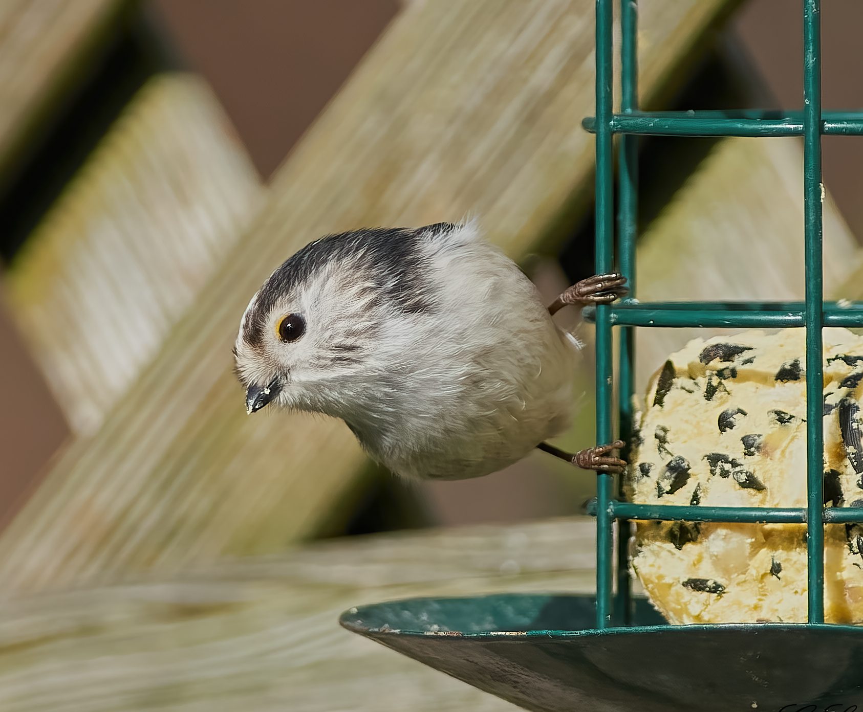 long tailed tit 2022.jpg