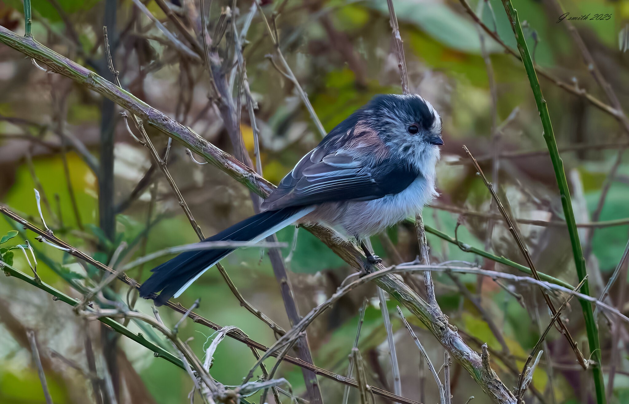long tailed tit 2025_10.jpg