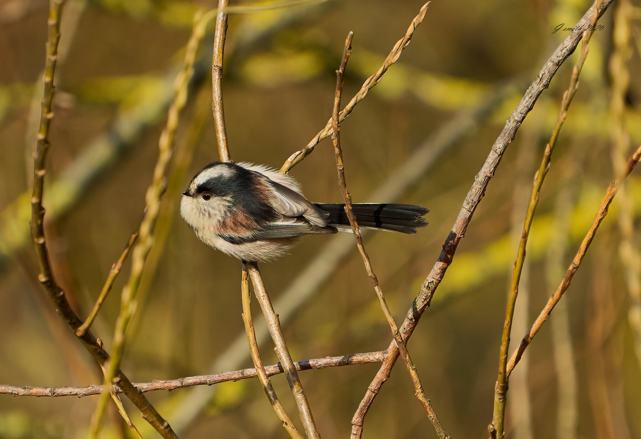 long tailed tit 2026.jpg