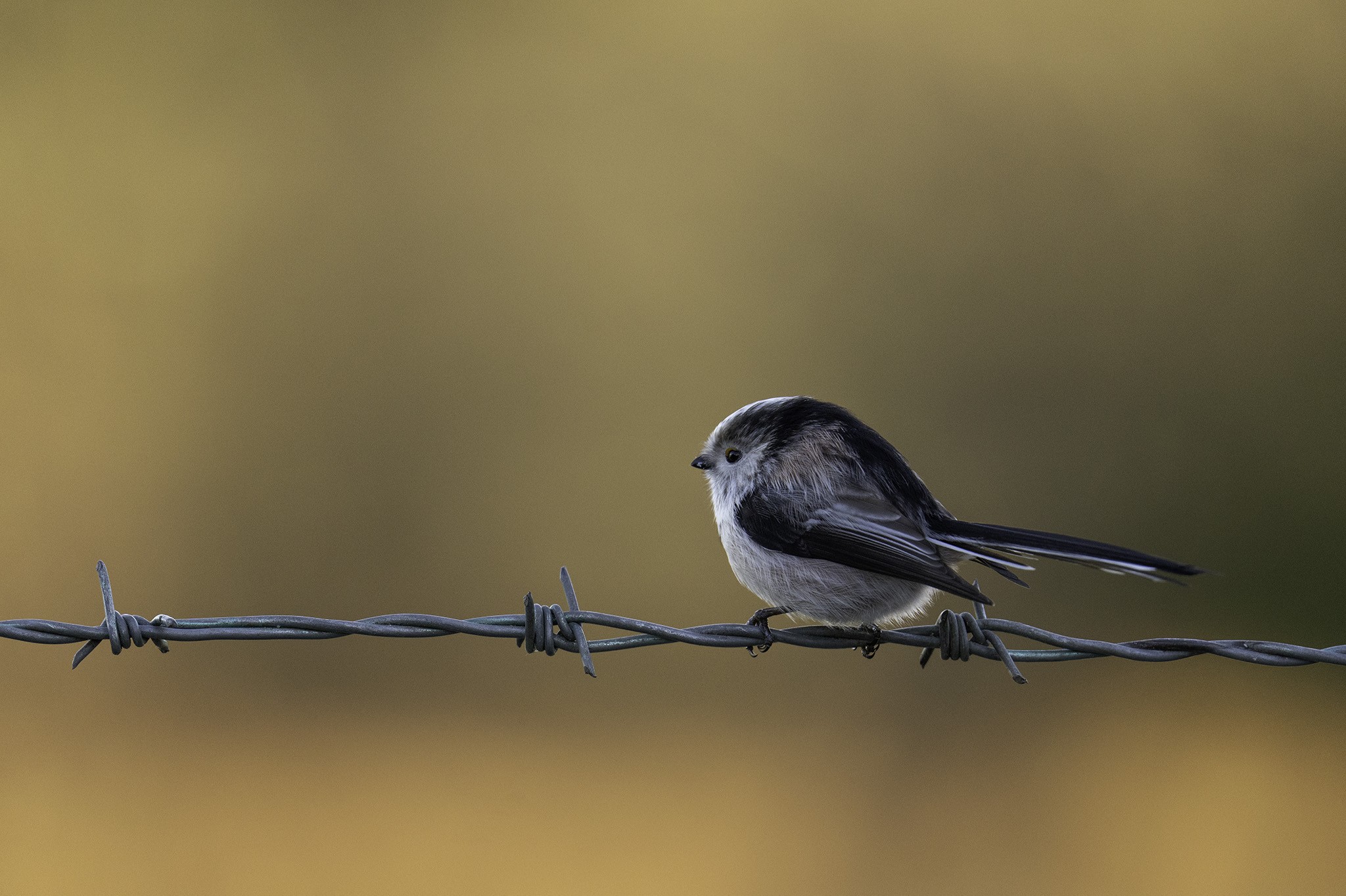 Long-tailed-tit-DSC05322-2048px.jpg