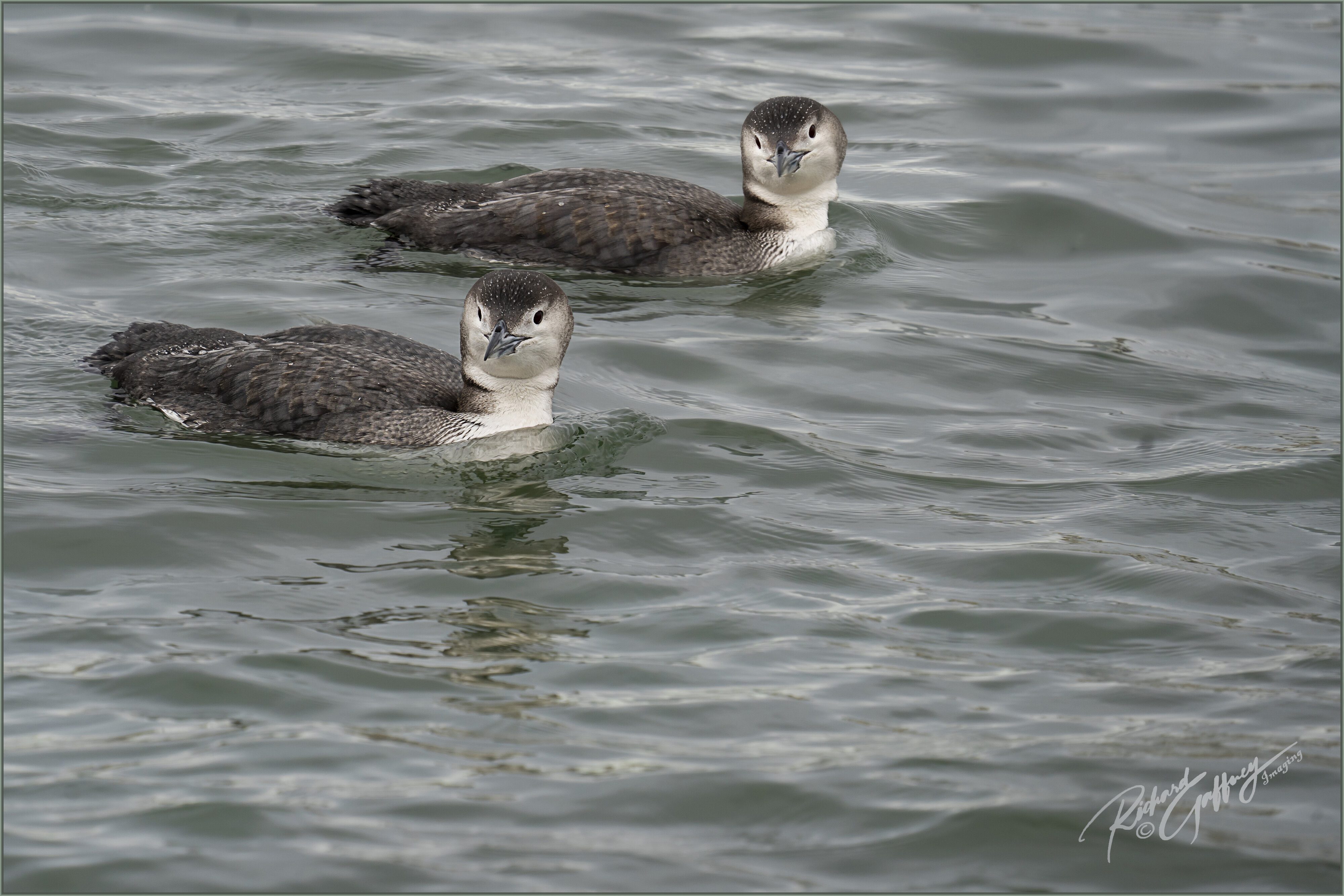 Loon Pair  Feb 12  M.jpg