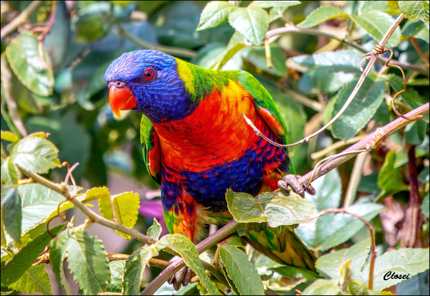 Lorikeet 3-r.jpg