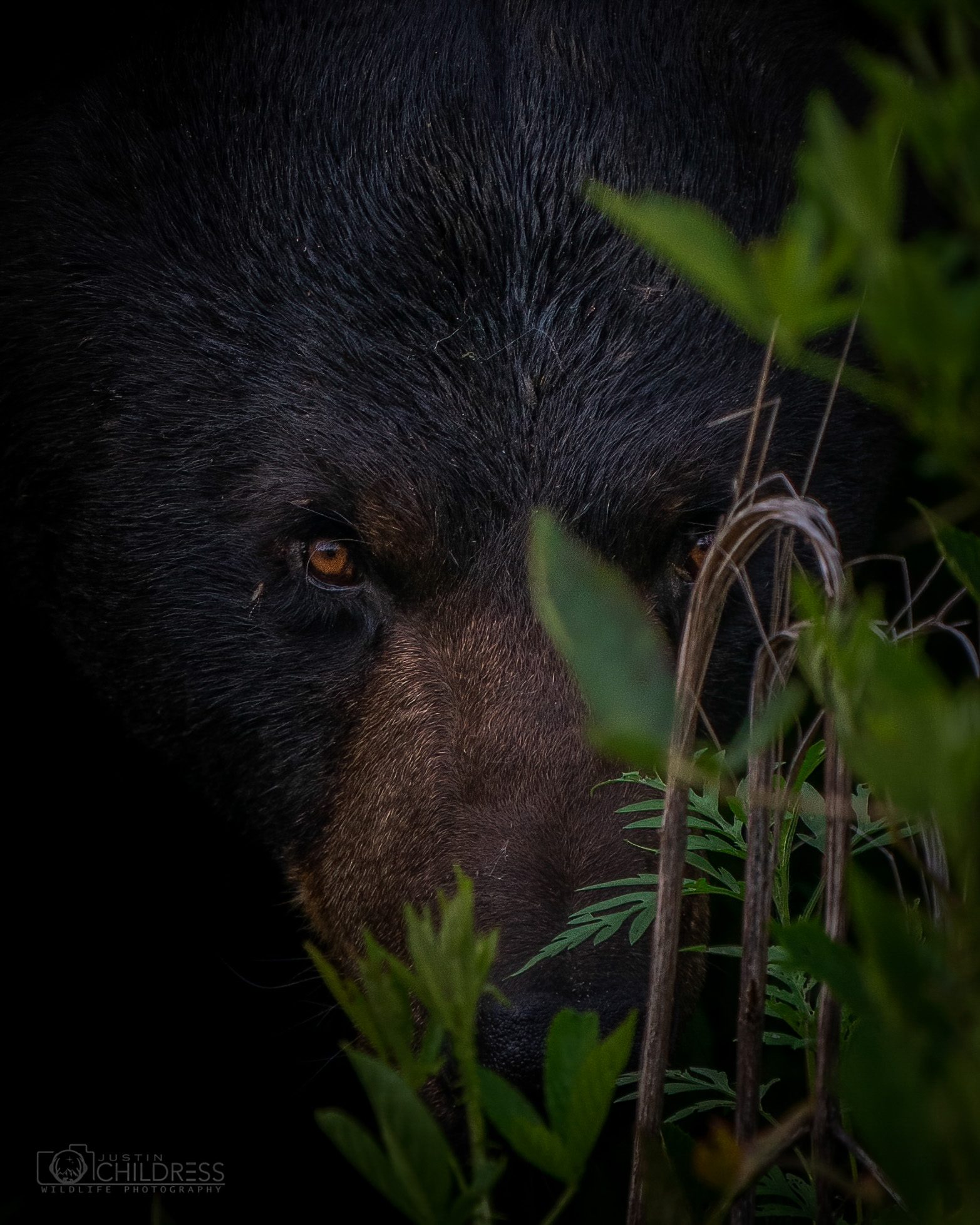 Lurking in the Bushes