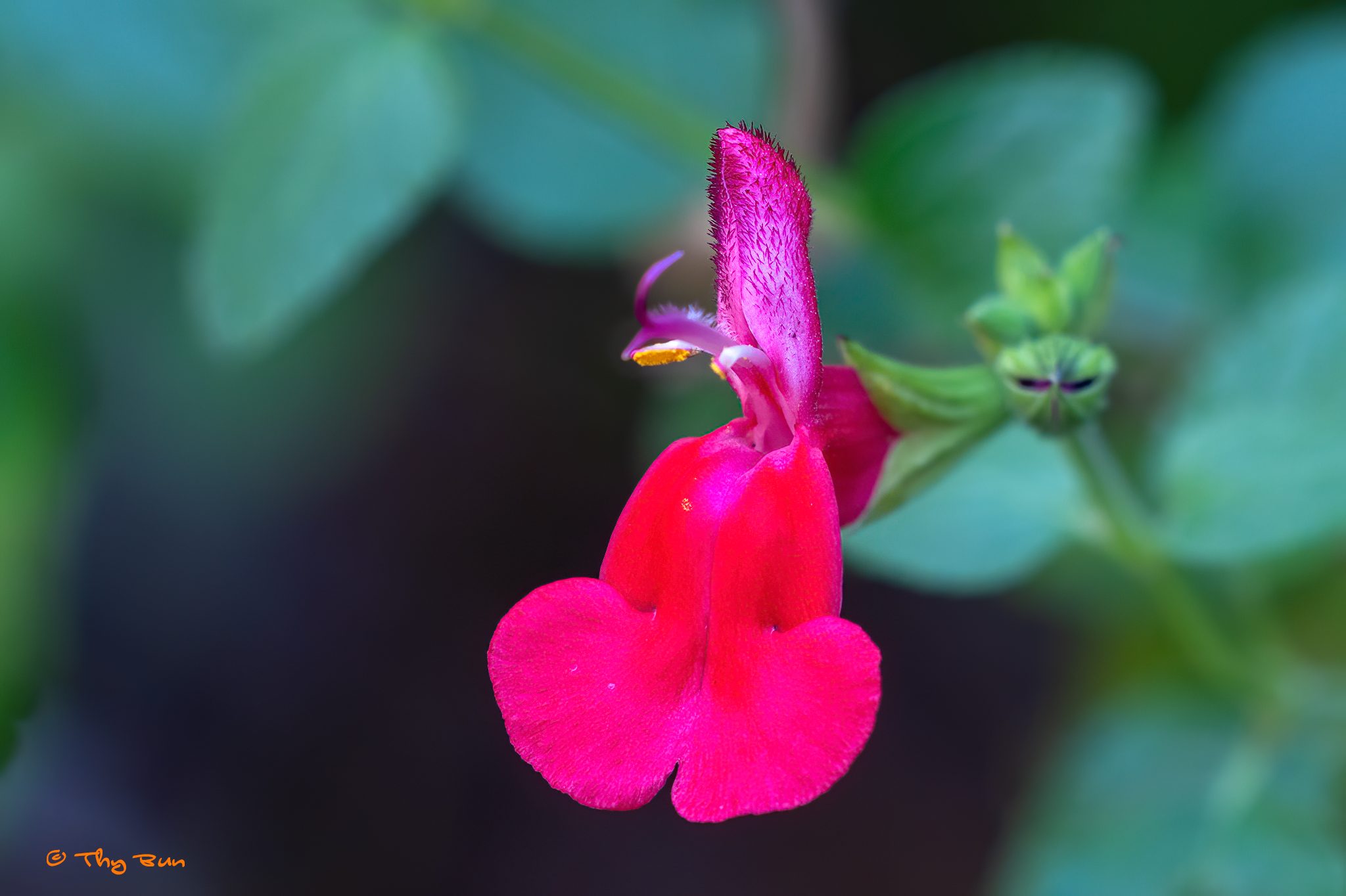 Macro Test with Extension Tube  01-4.jpg