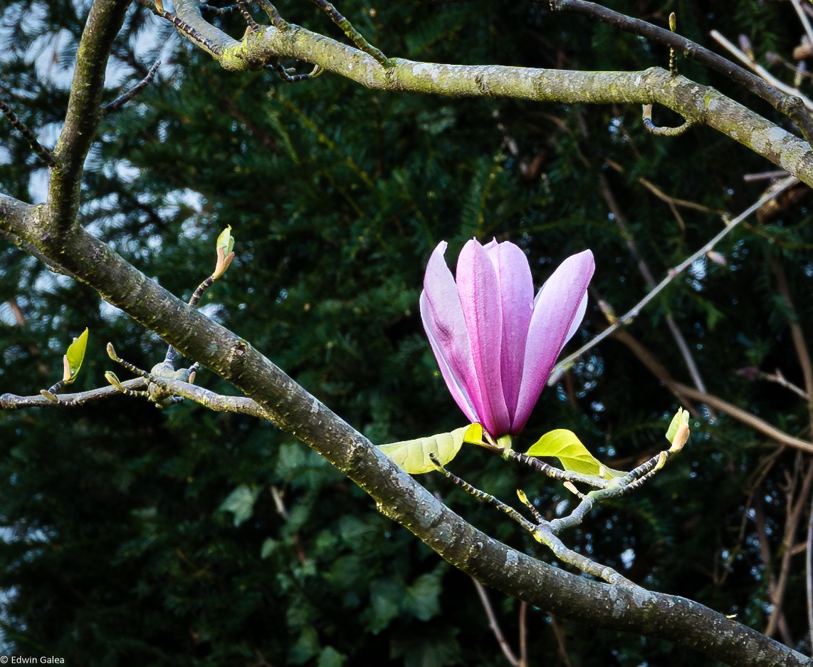 magnolia-3.jpg